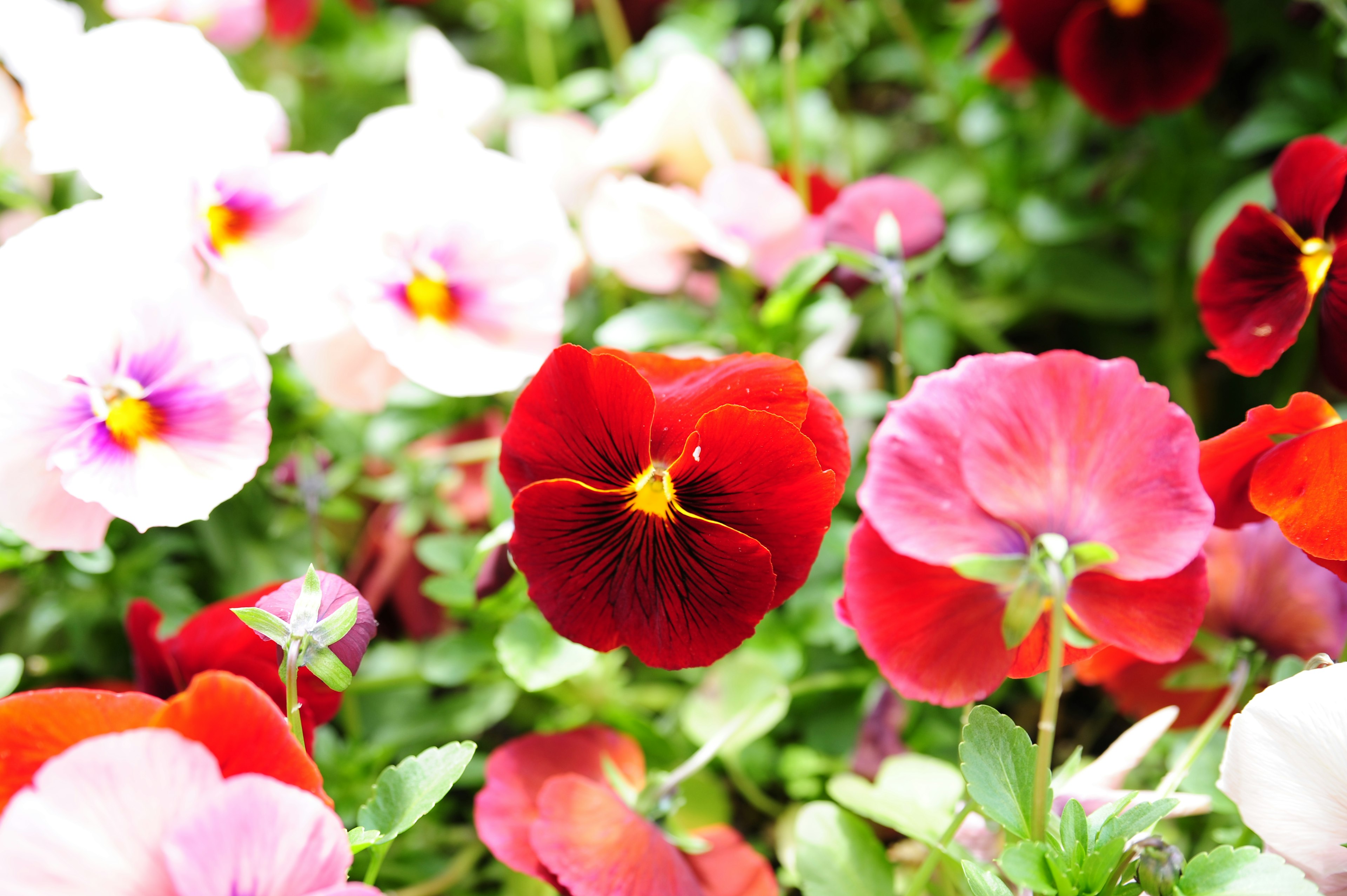 Bunte Stiefmütterchen blühen in einem Garten