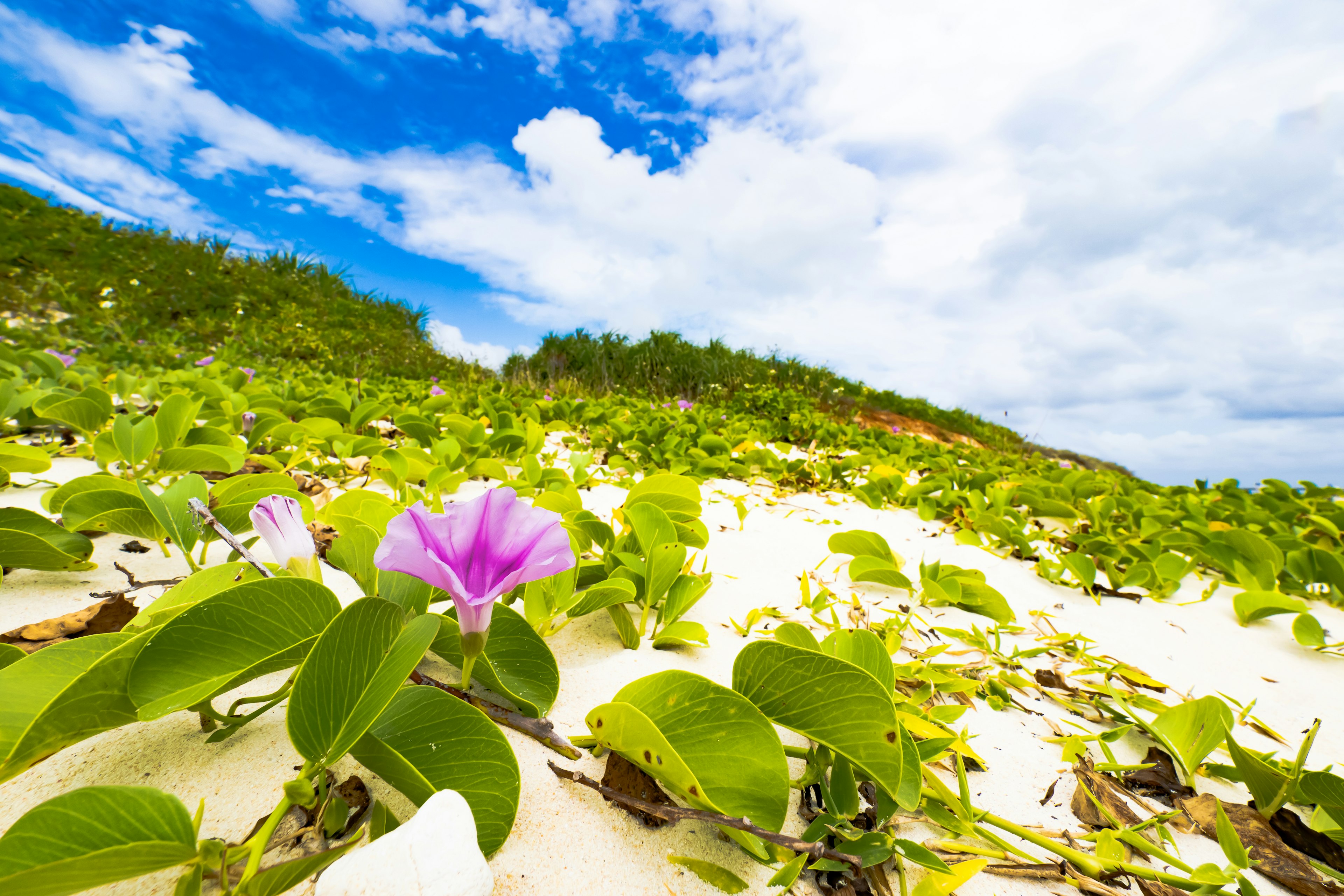 Purple flower surrounded by green leaves on a sandy beach under a blue sky