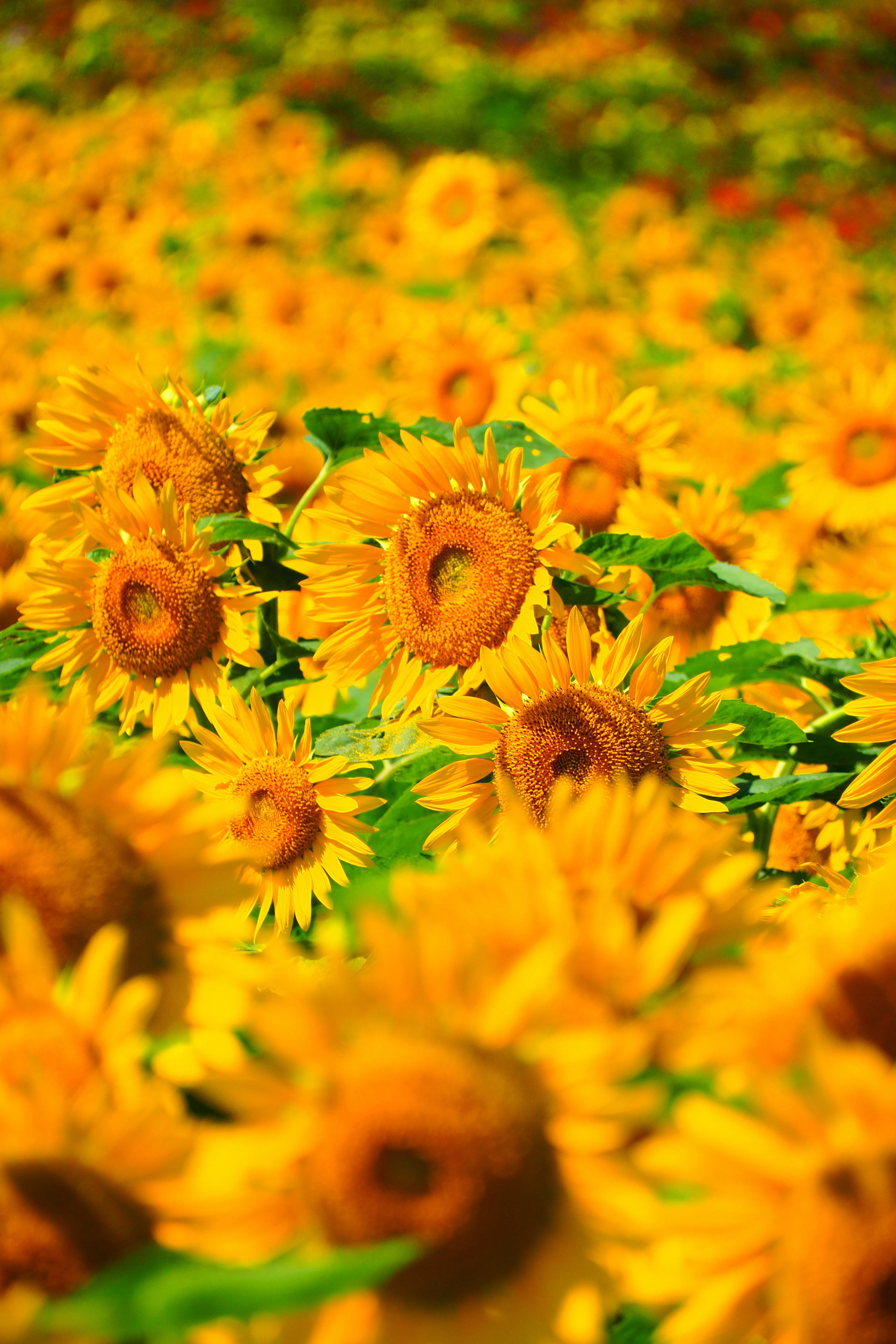 Vibrant field of sunflowers in bright yellow