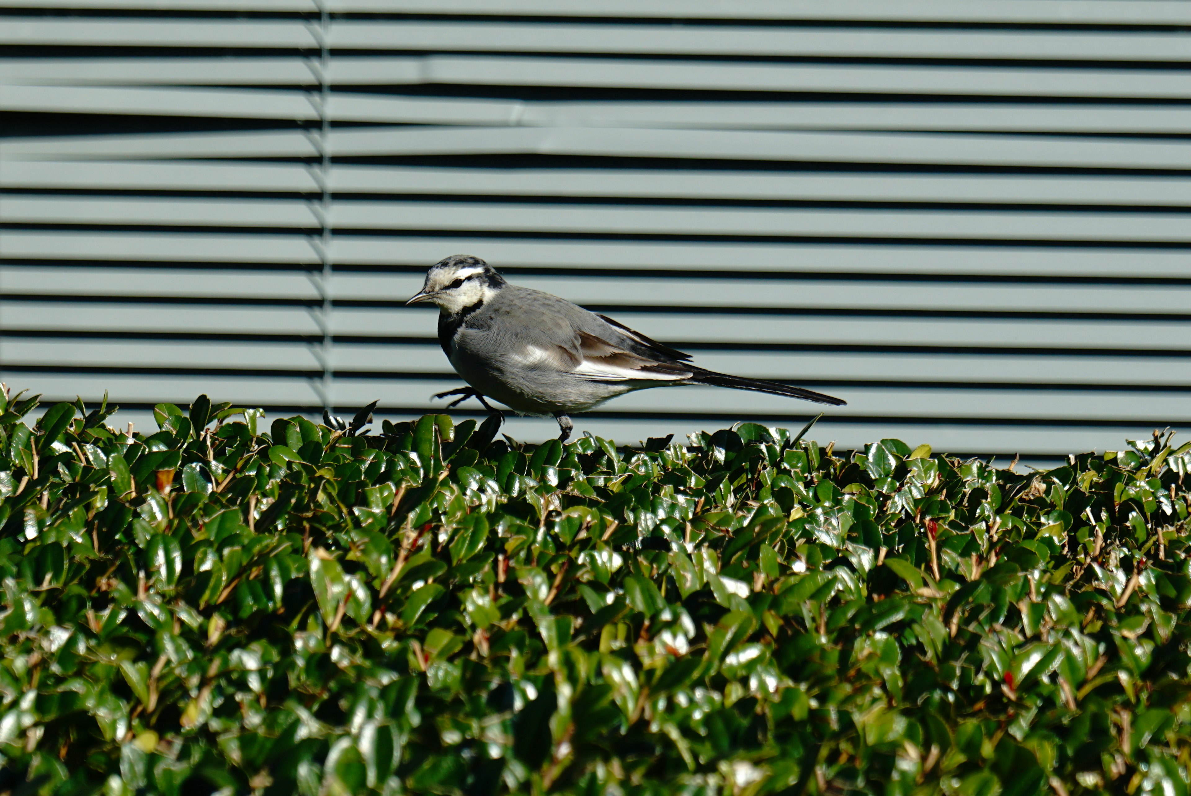 Un oiseau gris marchant sur une haie basse