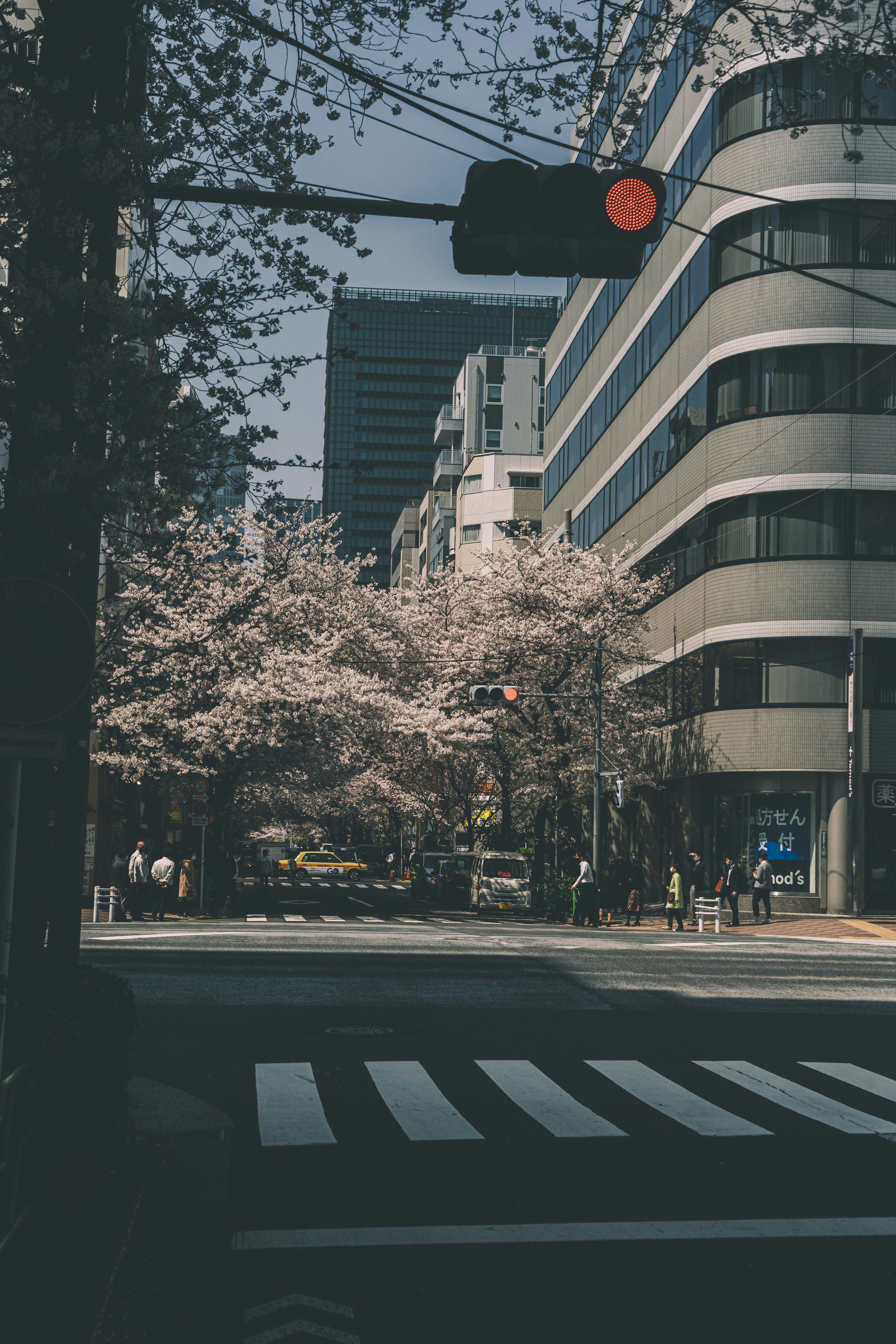 Intersection scene with cherry blossom trees red traffic light and buildings