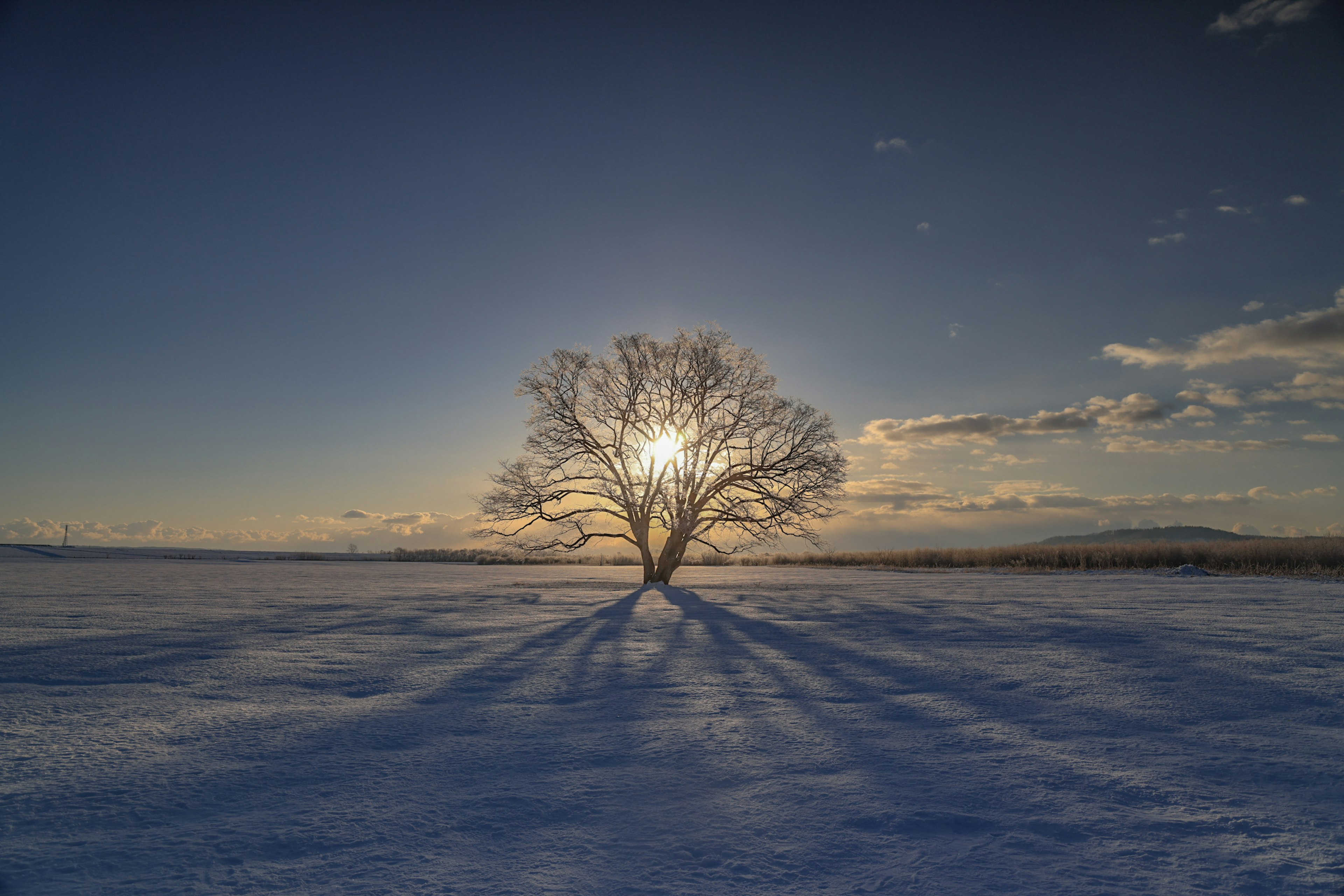 Un arbre solitaire dans un champ enneigé avec de longues ombres et un coucher de soleil