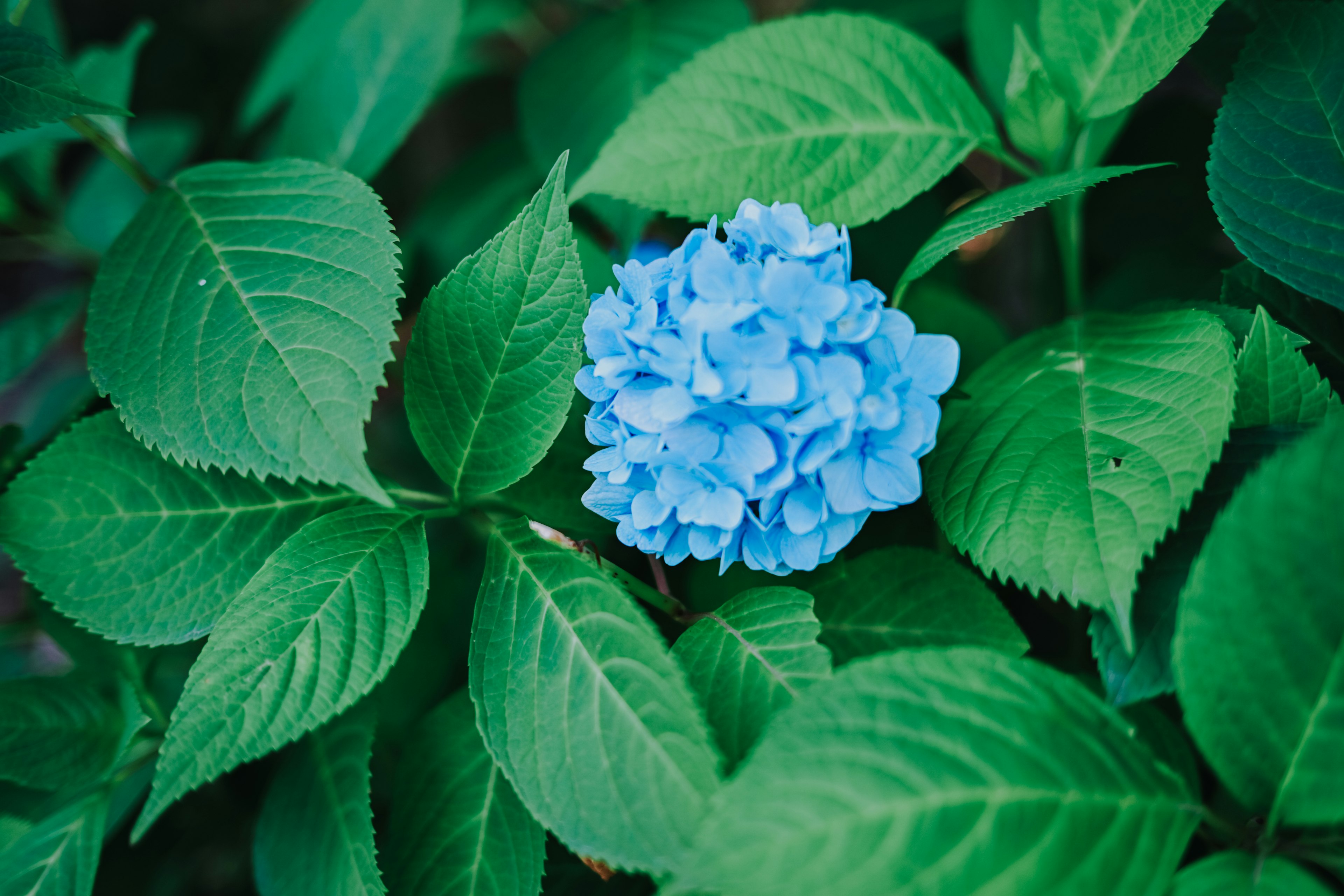 Blaue Hortensie umgeben von grünen Blättern