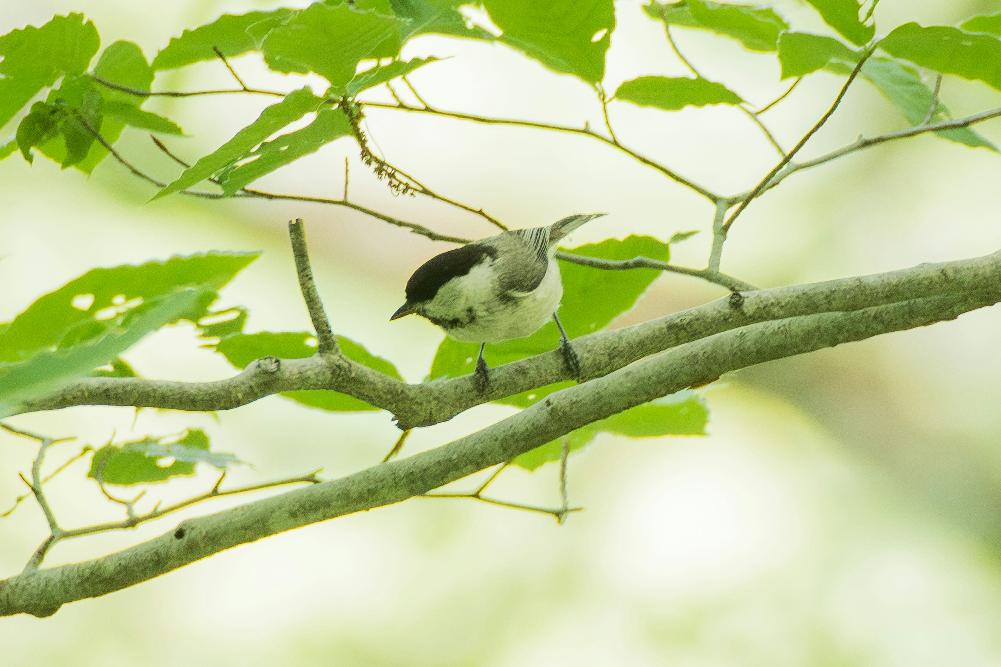 緑の葉の間に止まる小さな鳥の写真