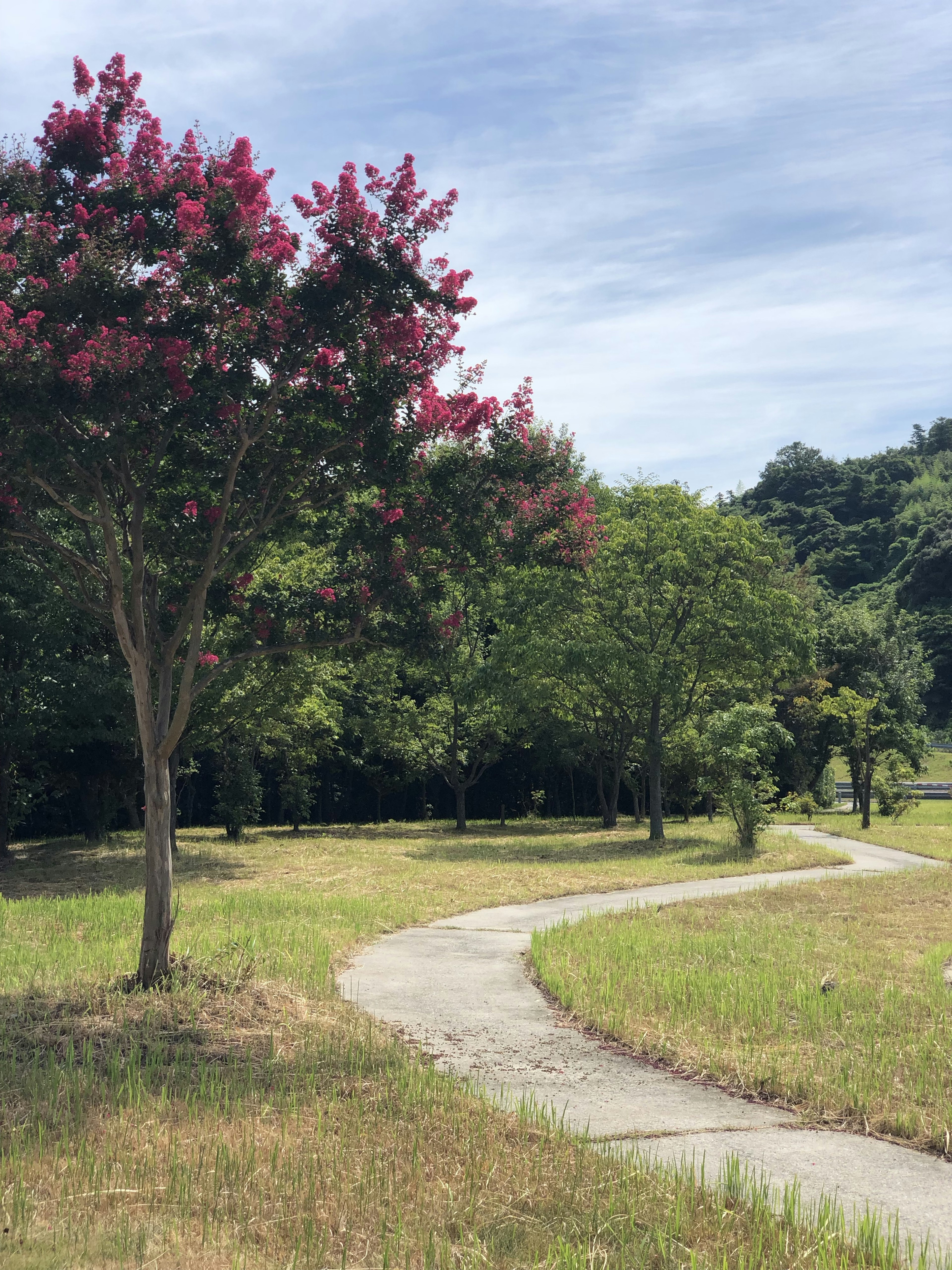 緑の木々とピンクの花が咲く木がある公園の遊歩道