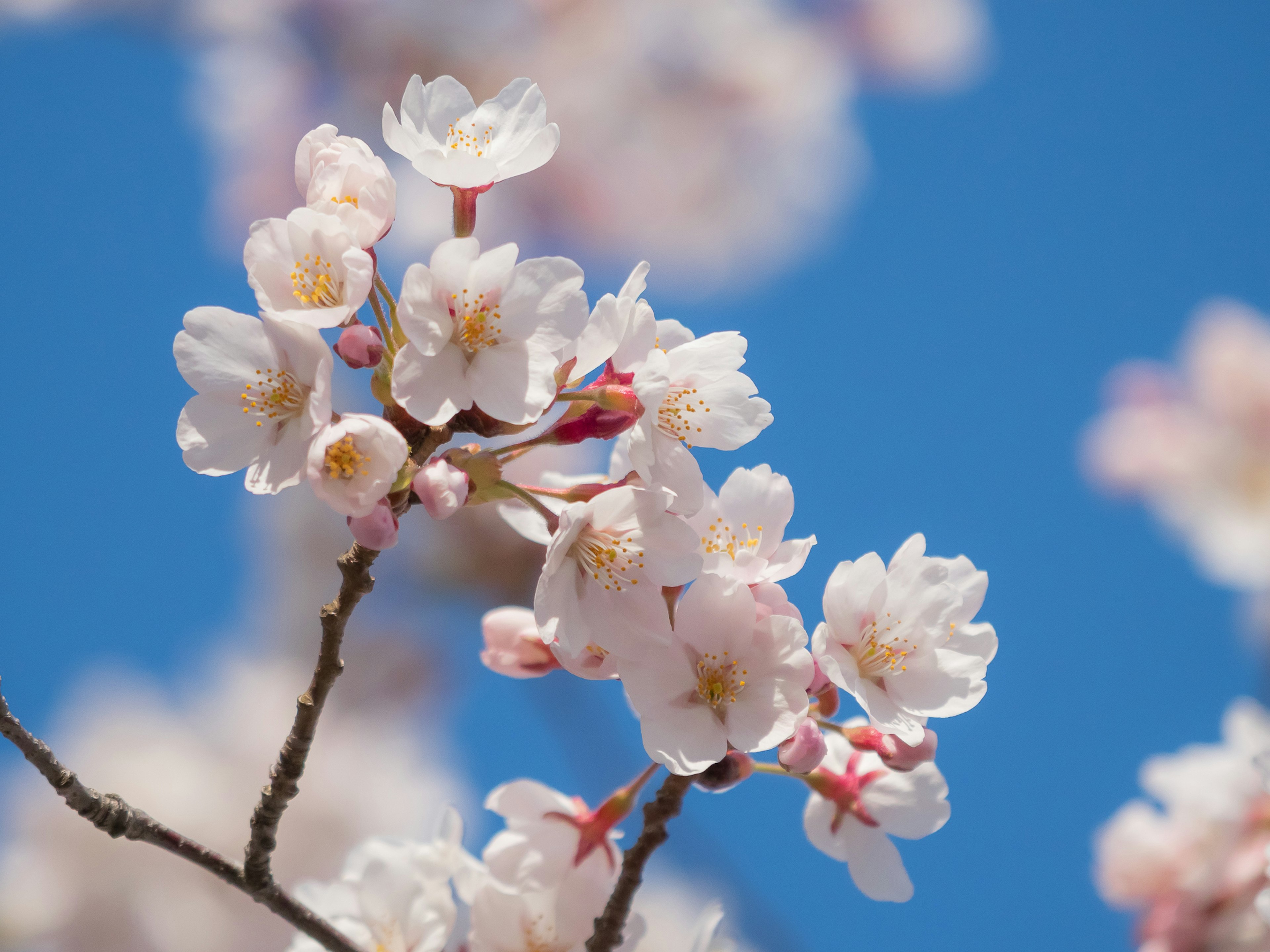 Close-up of cherry blossoms against a blue sky