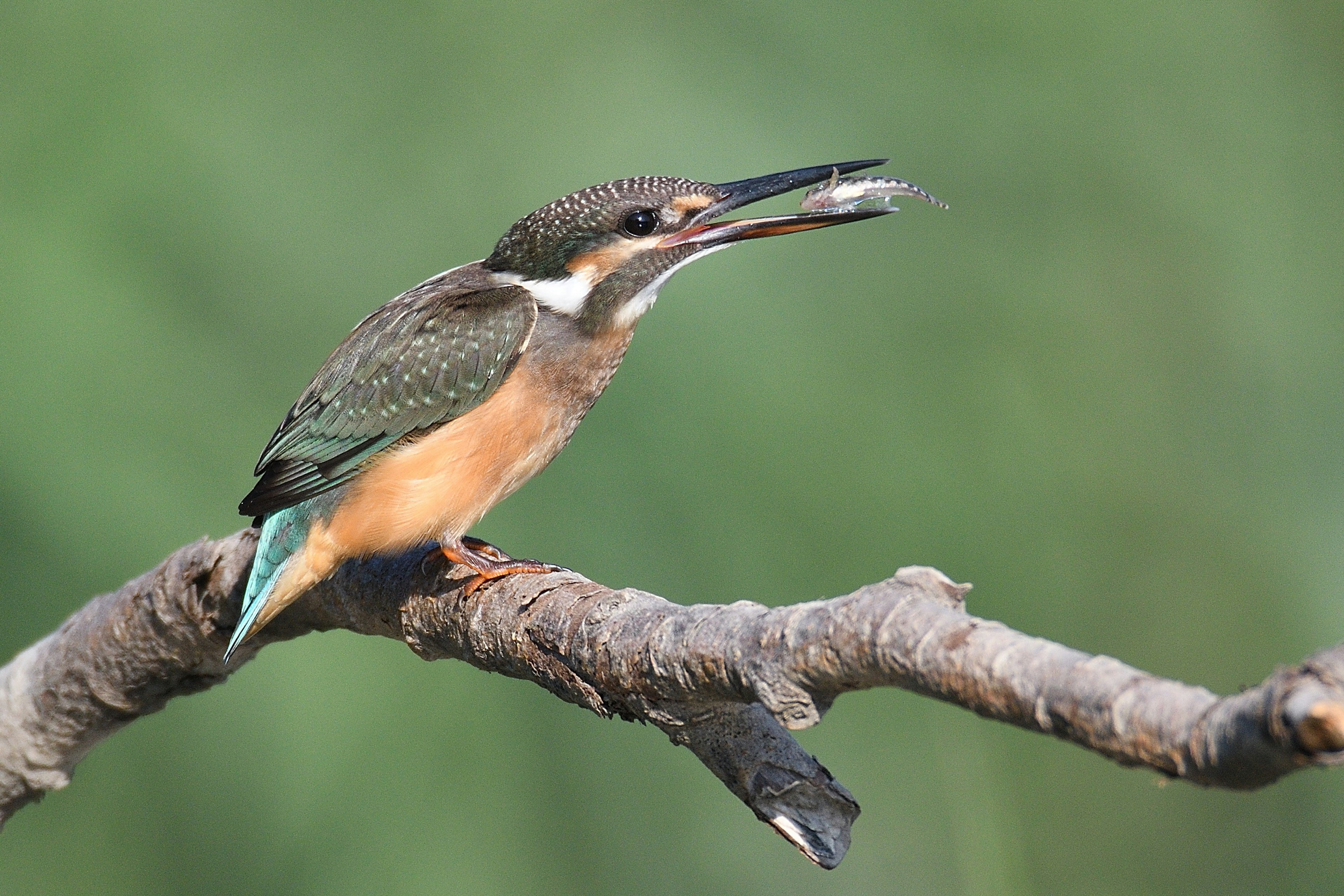 A kingfisher holding a fish perched on a branch