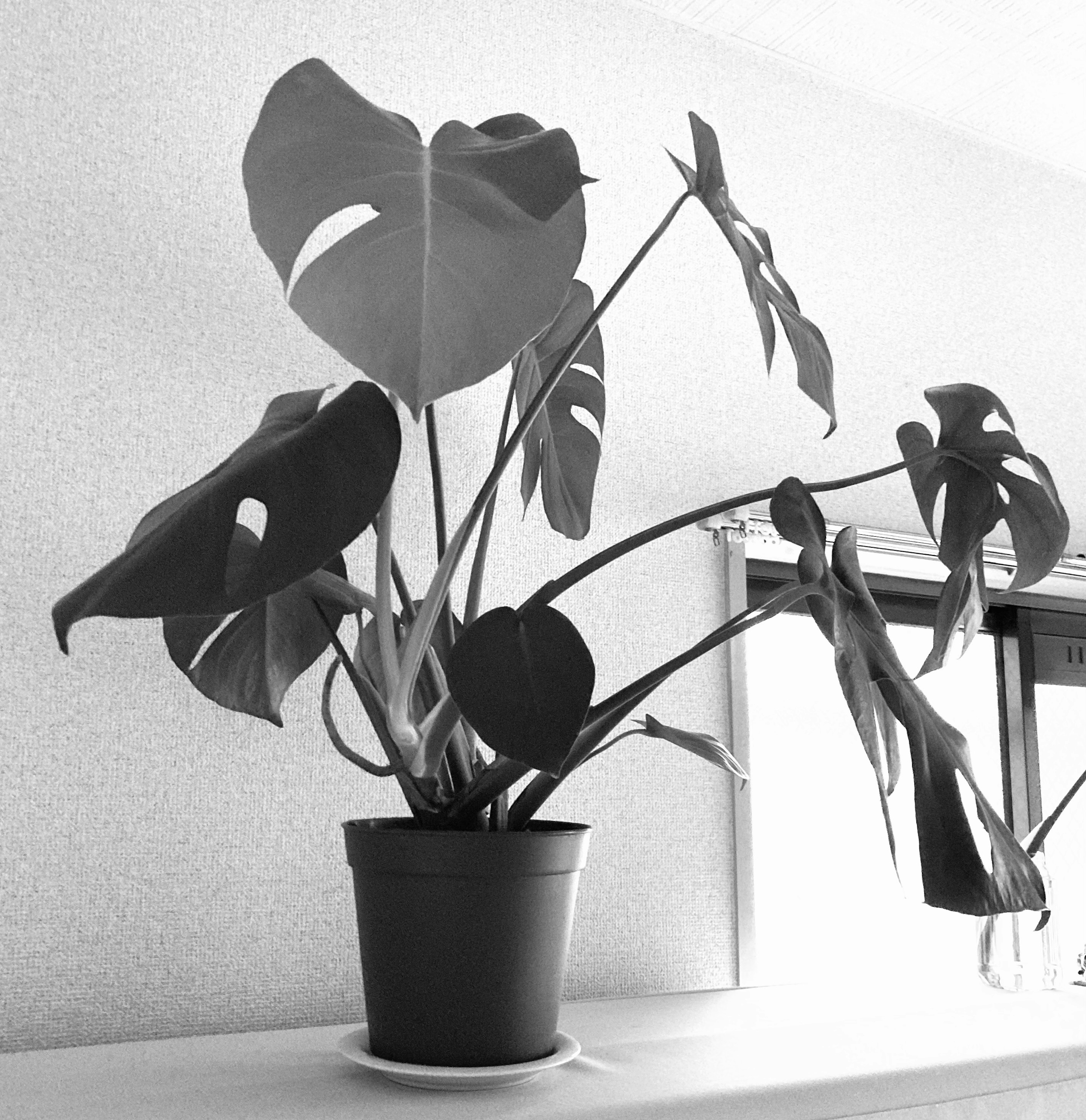 Monstera plant in black and white