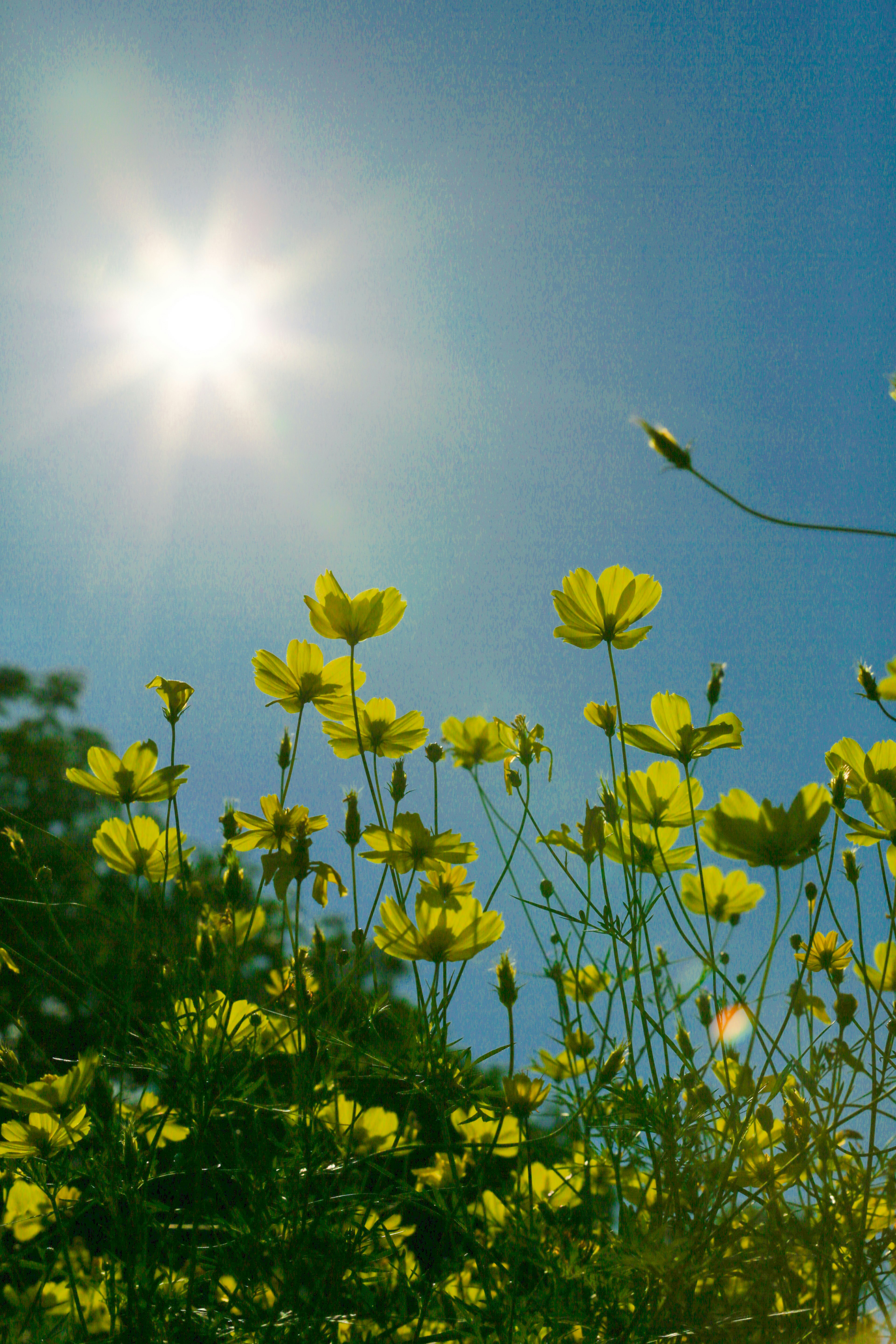 Gelbe Blumen blühen unter einem klaren blauen Himmel mit hellem Sonnenlicht