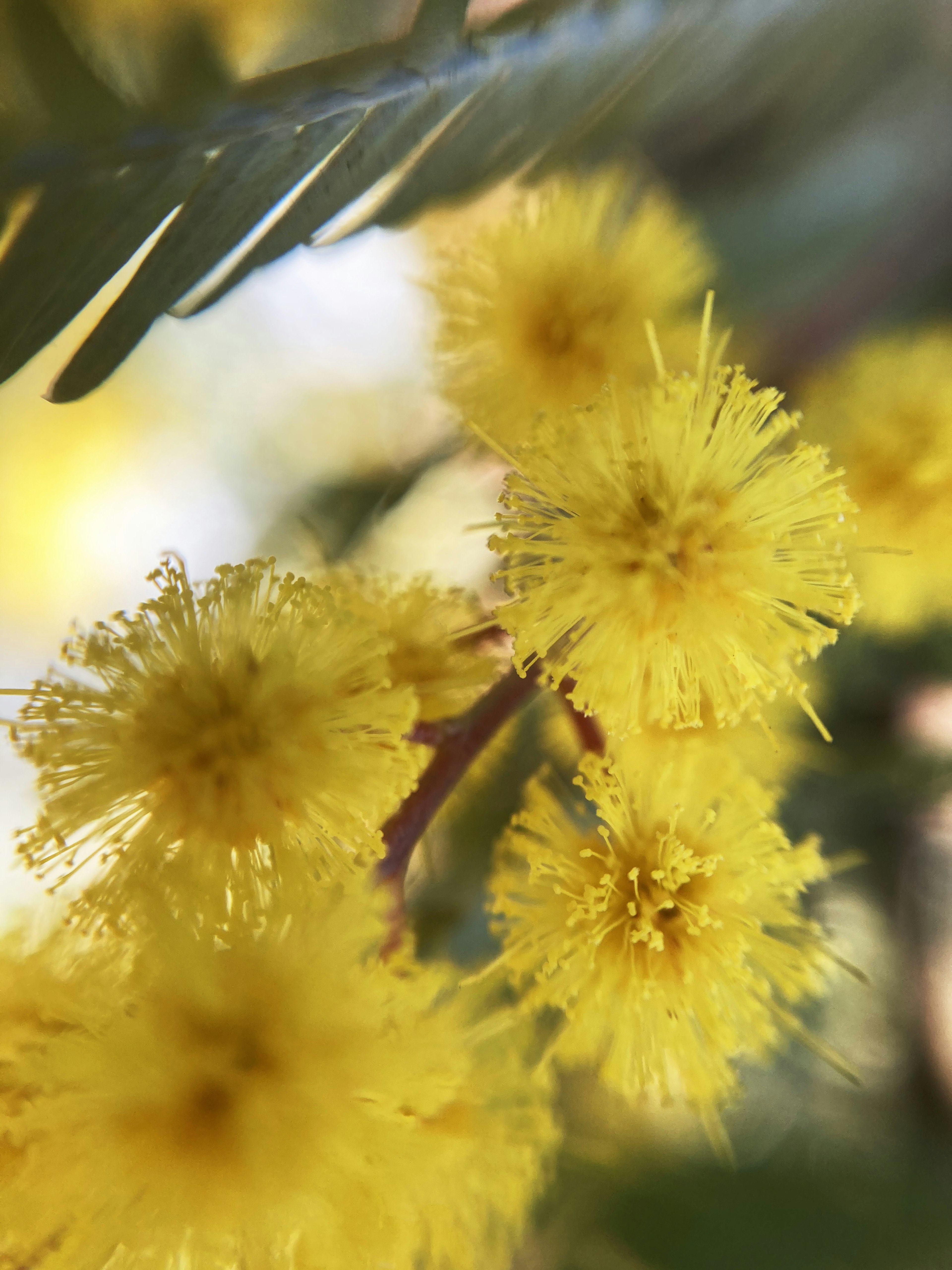 黄色い花のクローズアップ、ふわふわした花びらが特徴