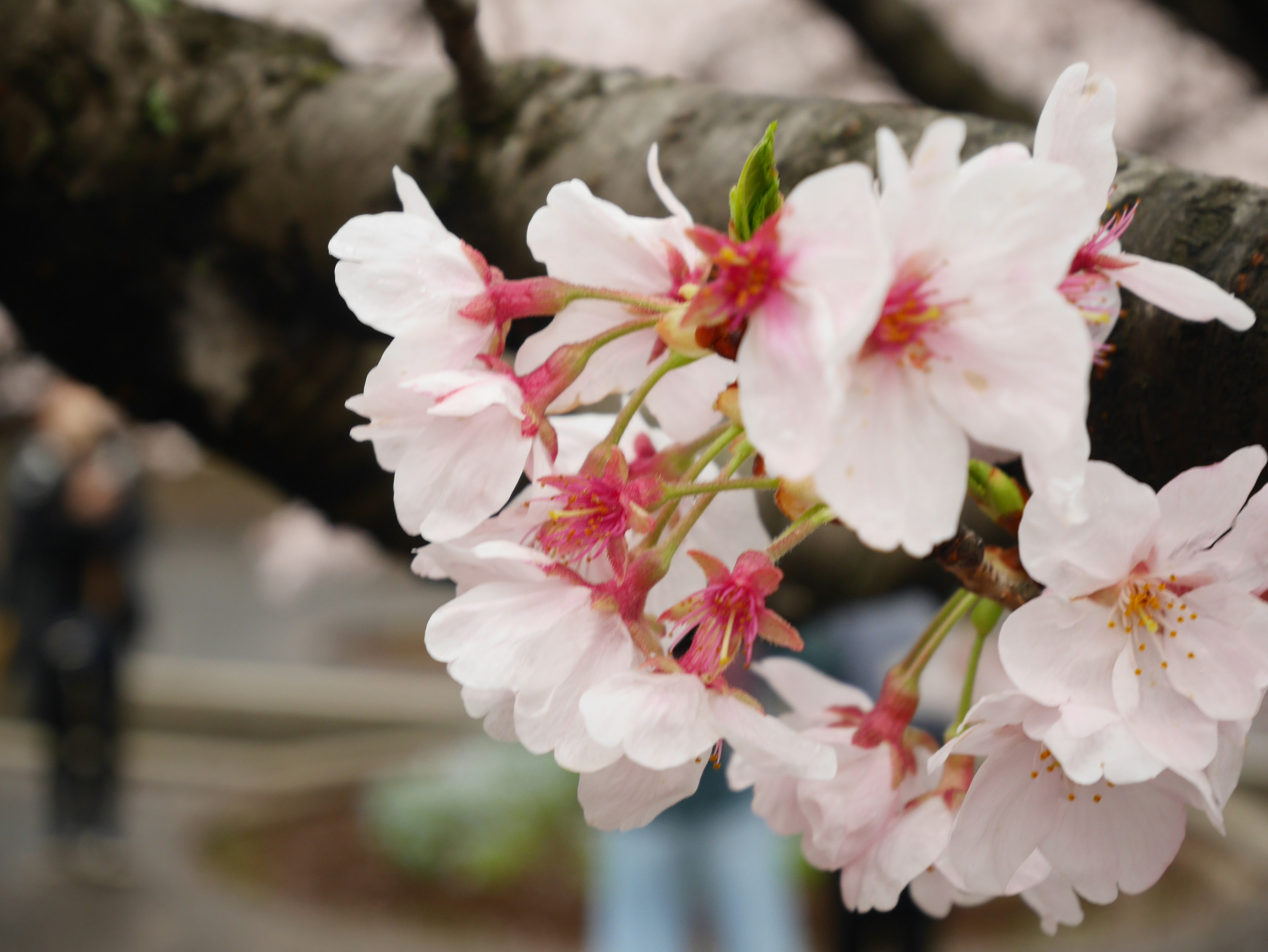 Close-up of cherry blossom flowers on a branch