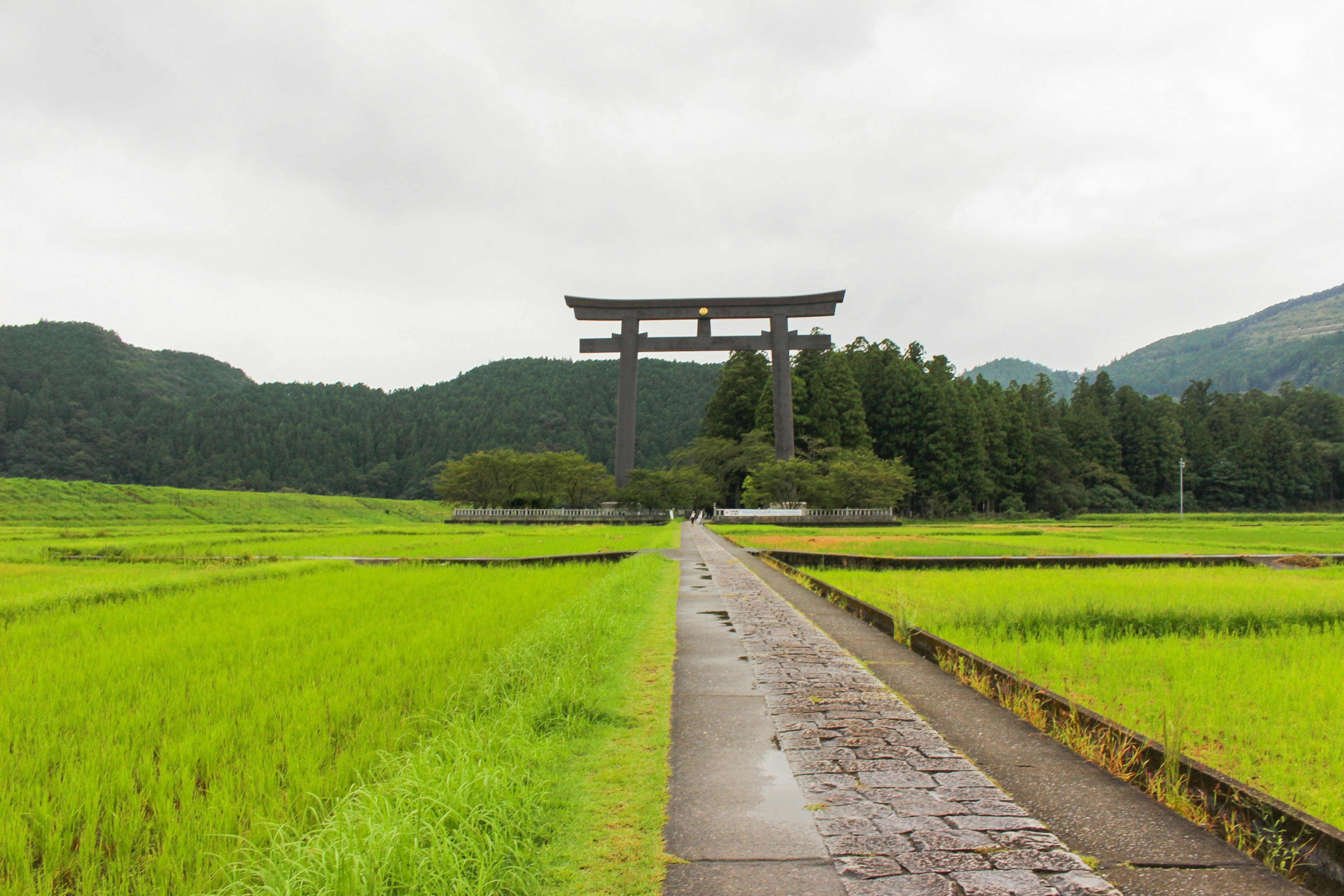 A large torii gate standing amidst green rice fields with a stone path