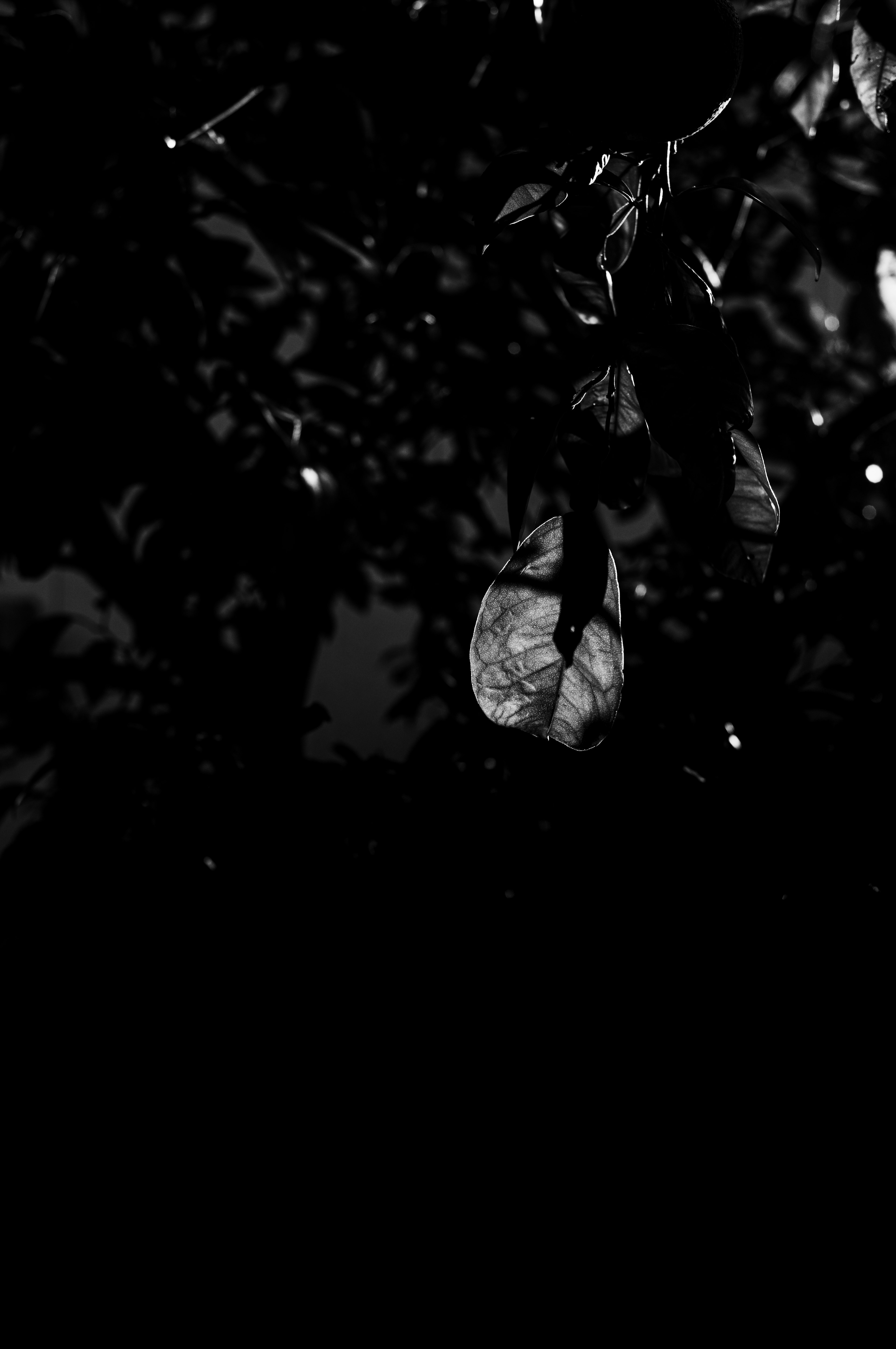 Silhouette et ombres de feuilles dans un fort contraste noir et blanc