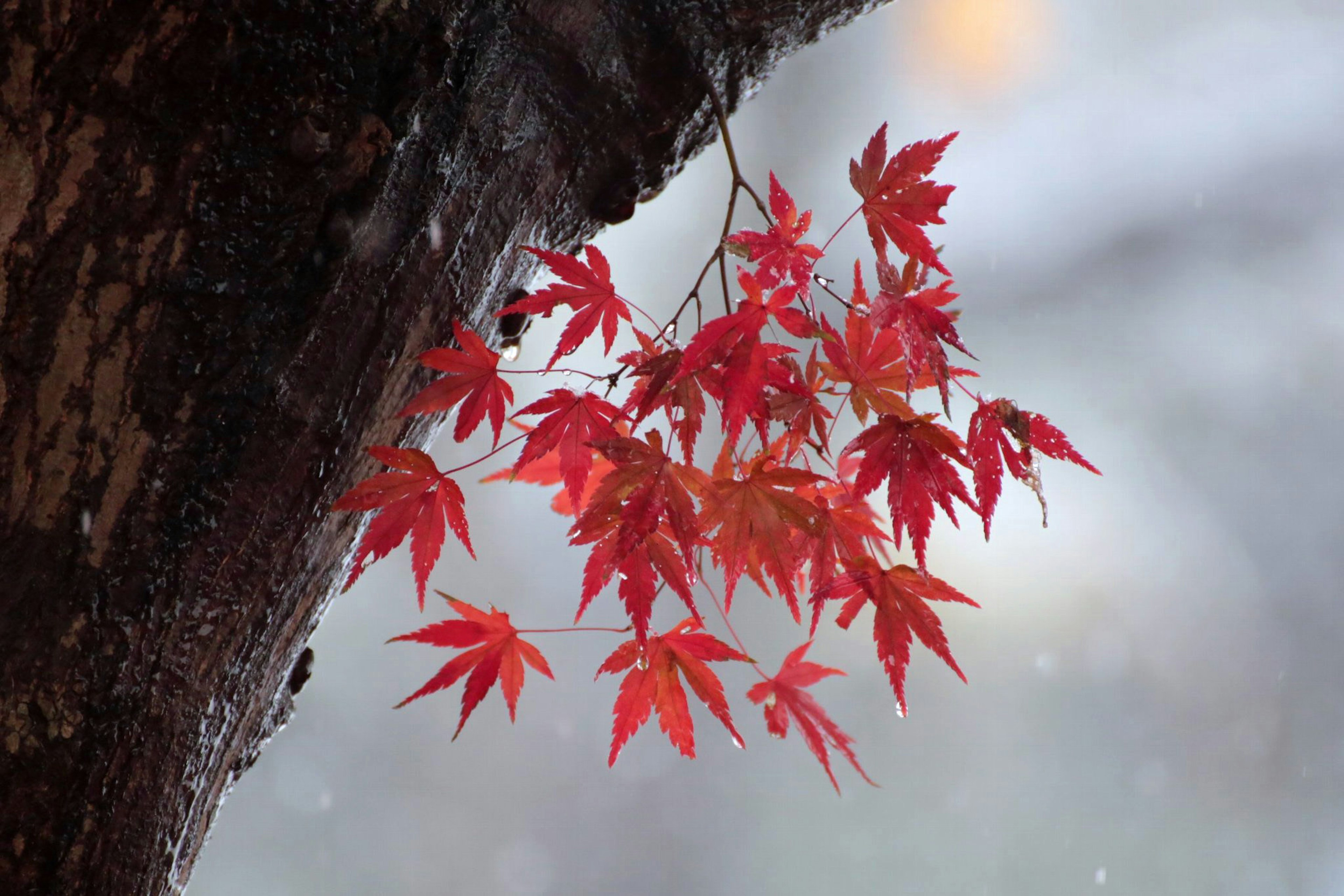 Foglie di acero rosse vivaci appese a un ramo d'albero nella neve