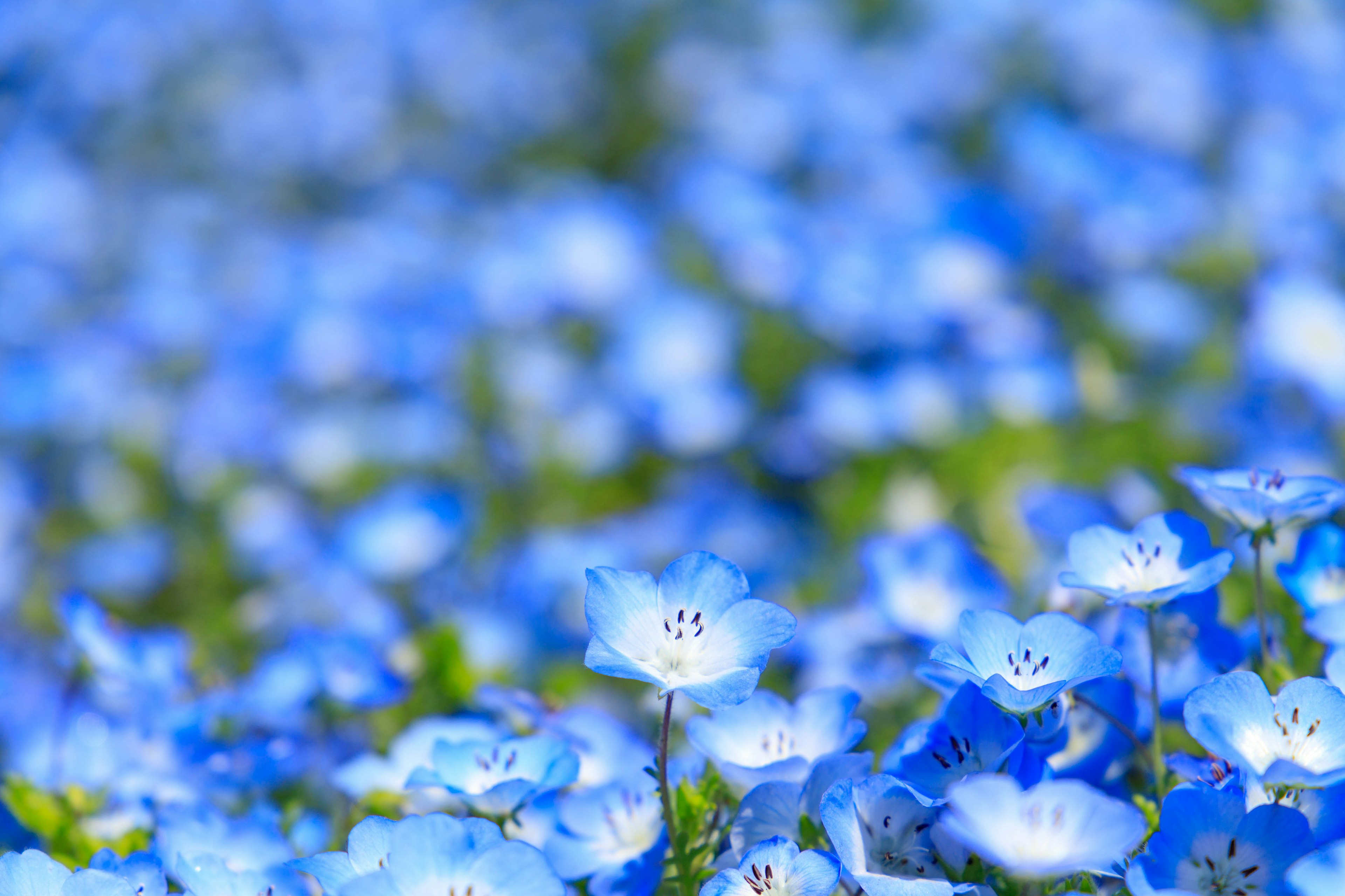 A beautiful landscape with blooming blue flowers