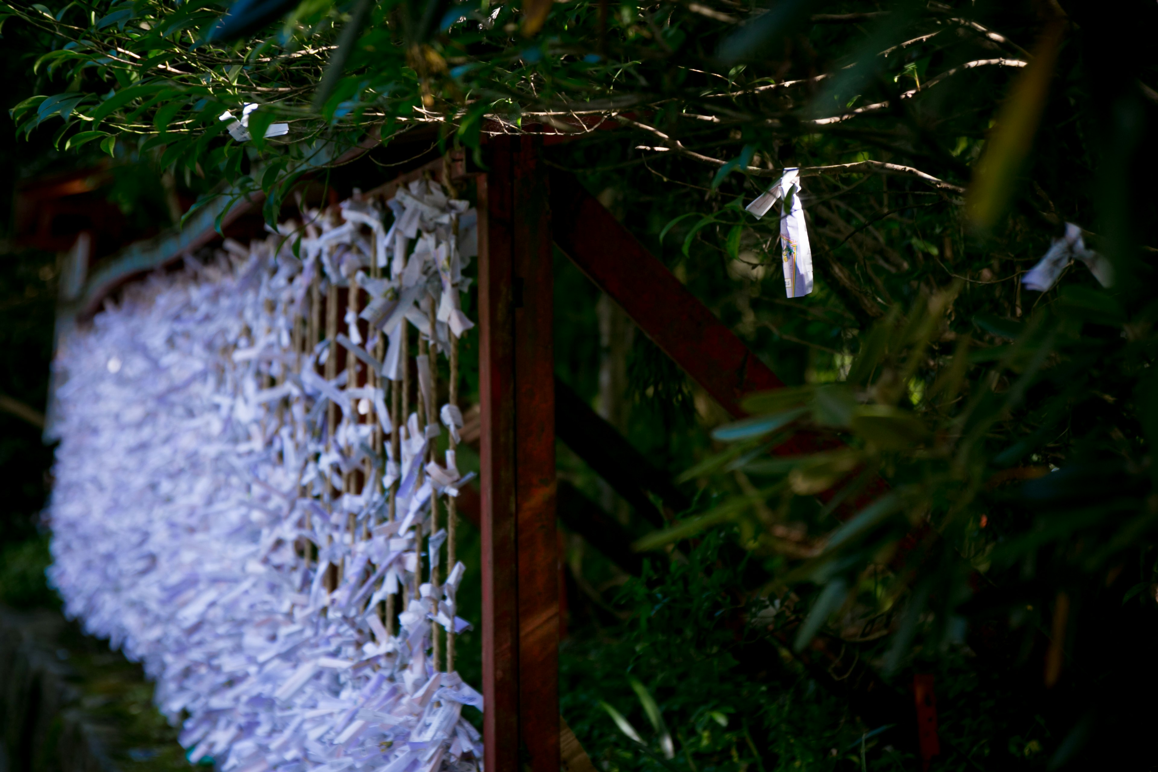 A landscape featuring many white omikuji hanging surrounded by green trees in a shrine