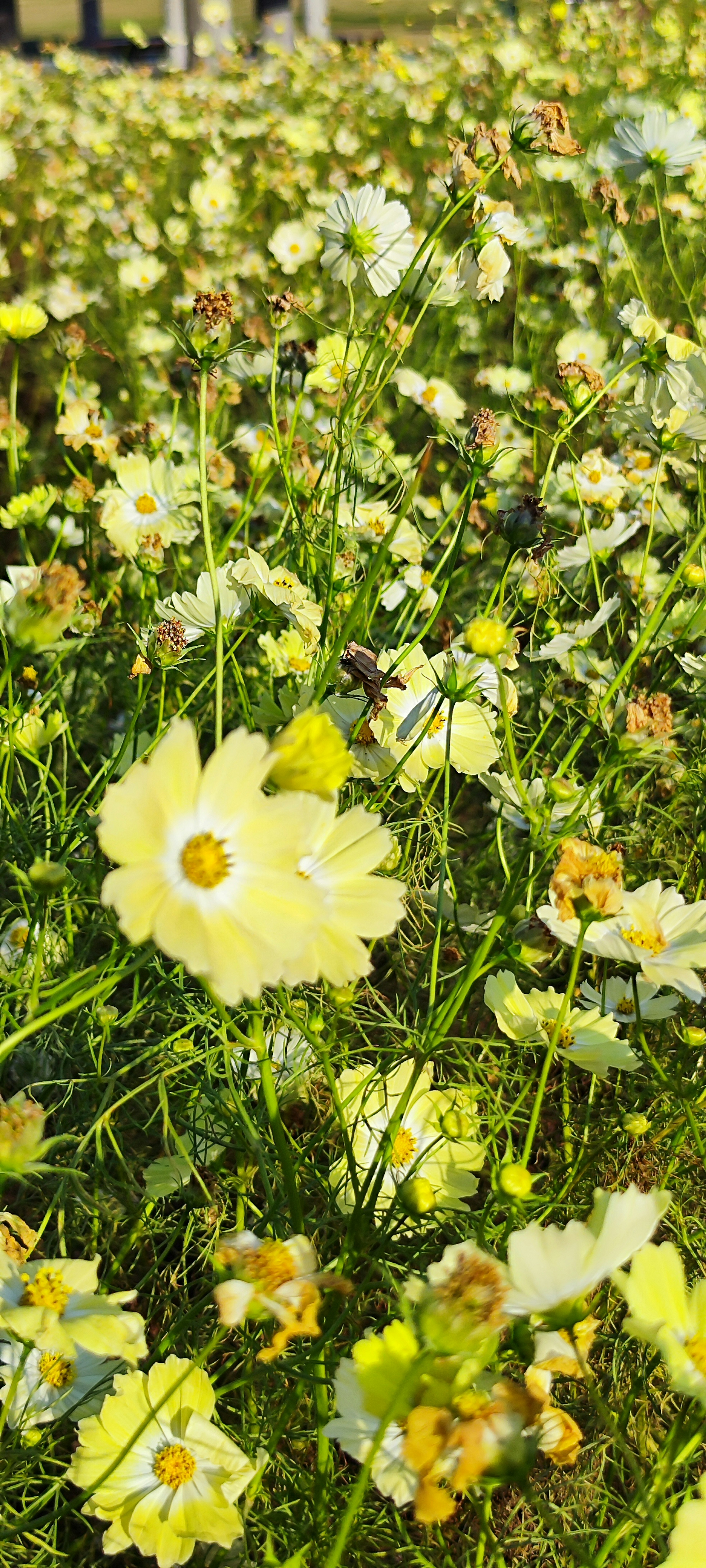 Un champ vibrant rempli de fleurs jaunes en fleurs