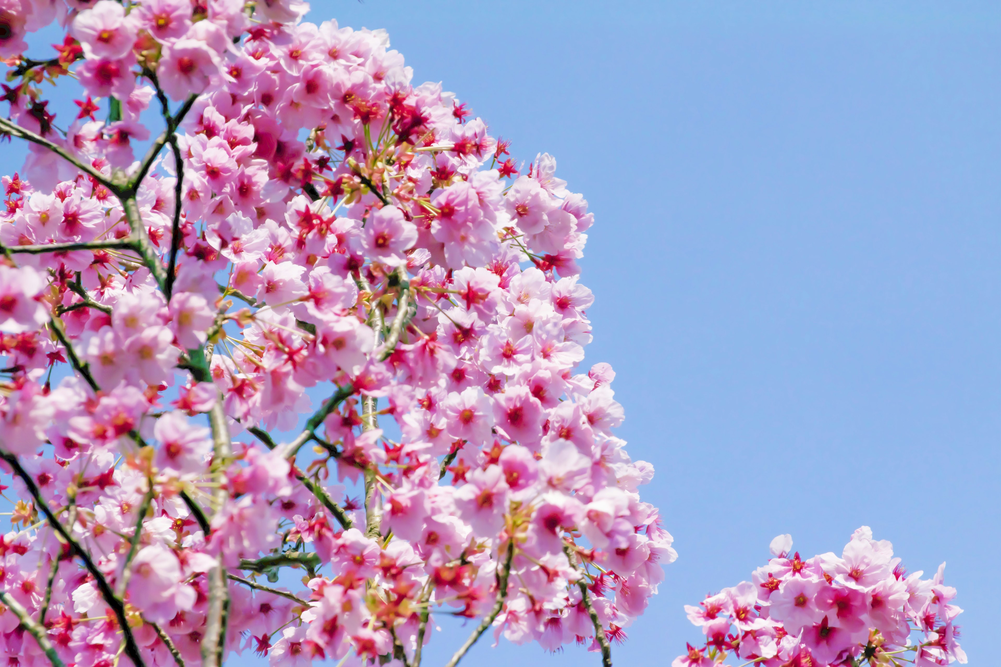 Gros plan sur des fleurs de cerisier contre un ciel bleu