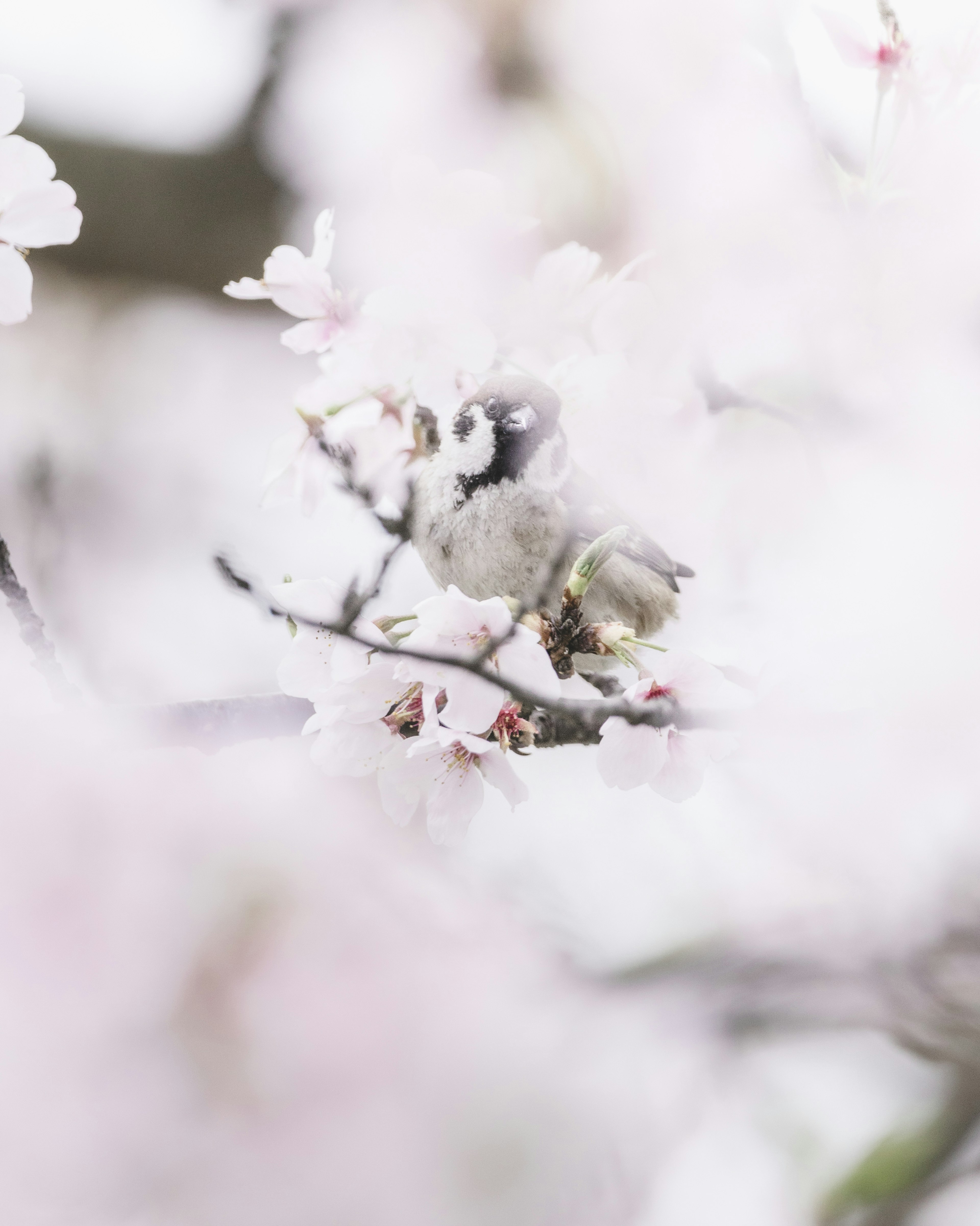 Gambar lembut burung bertengger di cabang bunga sakura