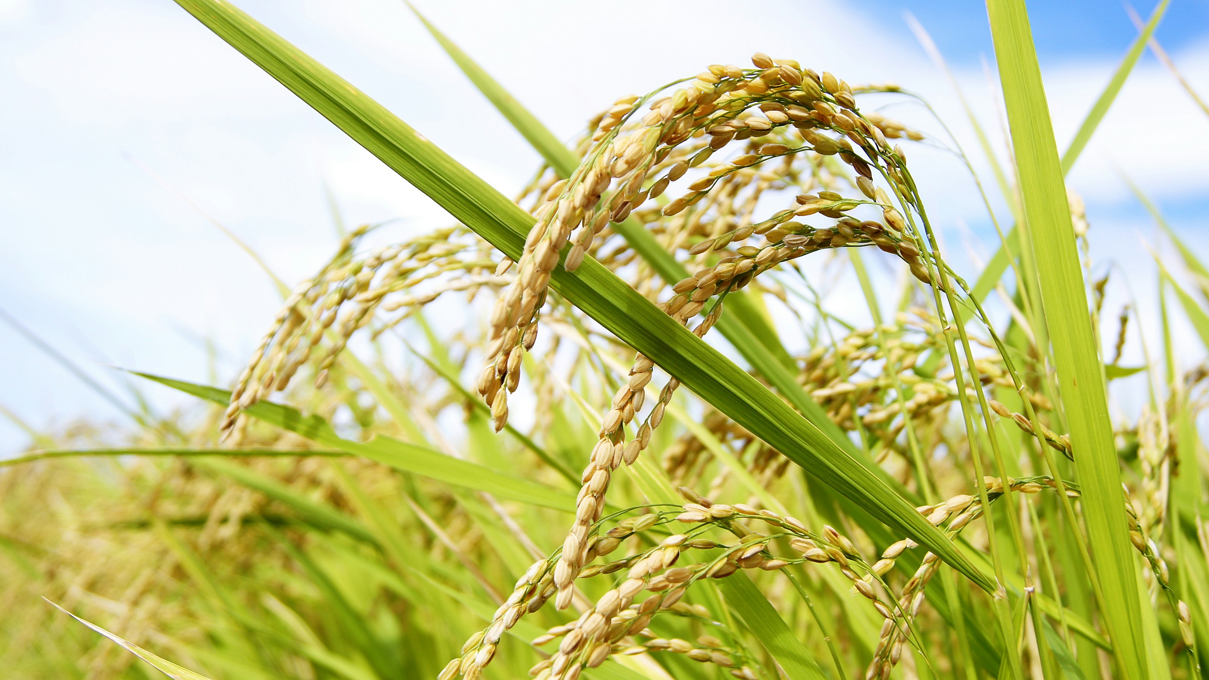 Close-up of golden rice grains on green stalks under a blue sky