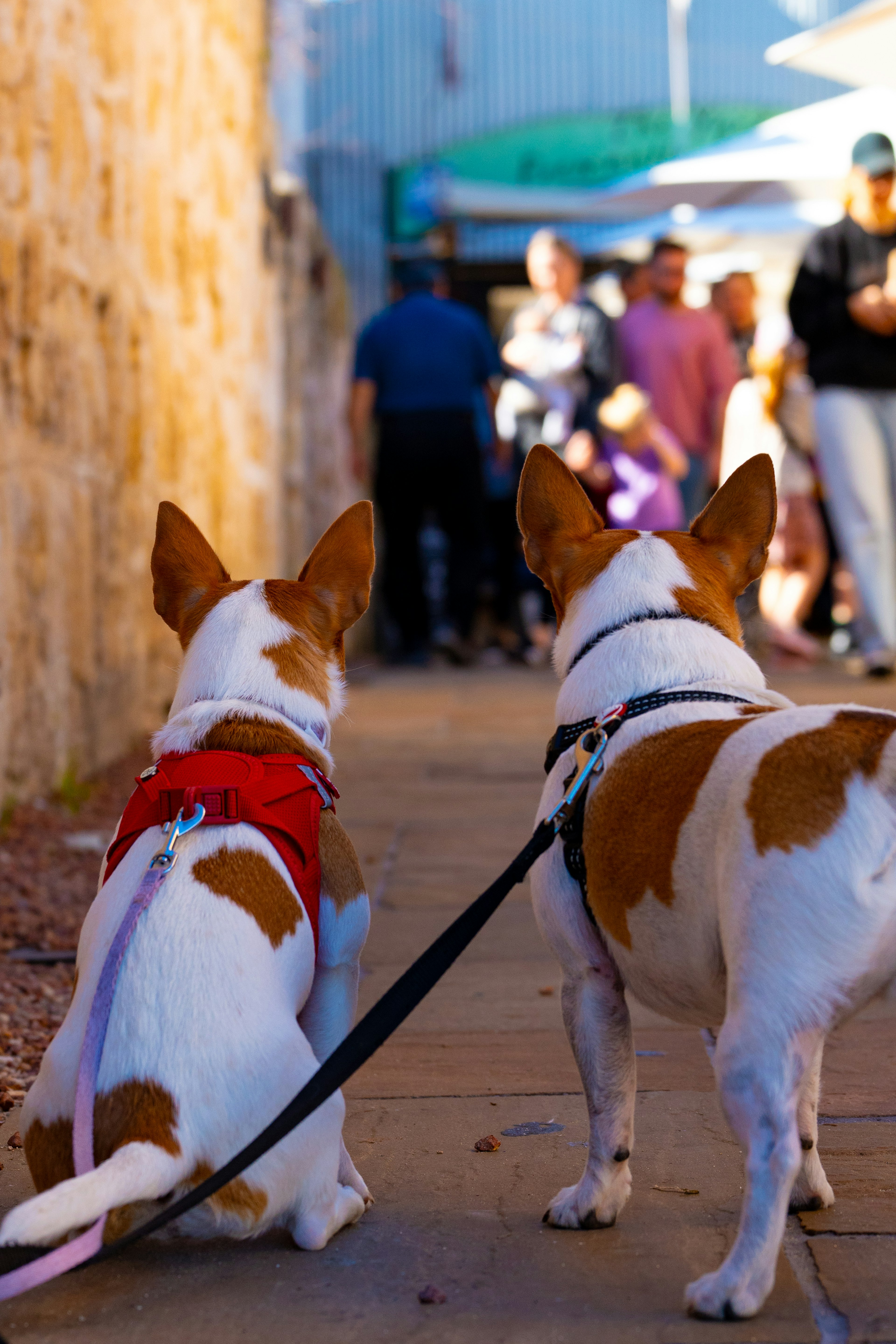 Zwei Hunde sitzen auf einem Gehweg mit Menschen im Hintergrund