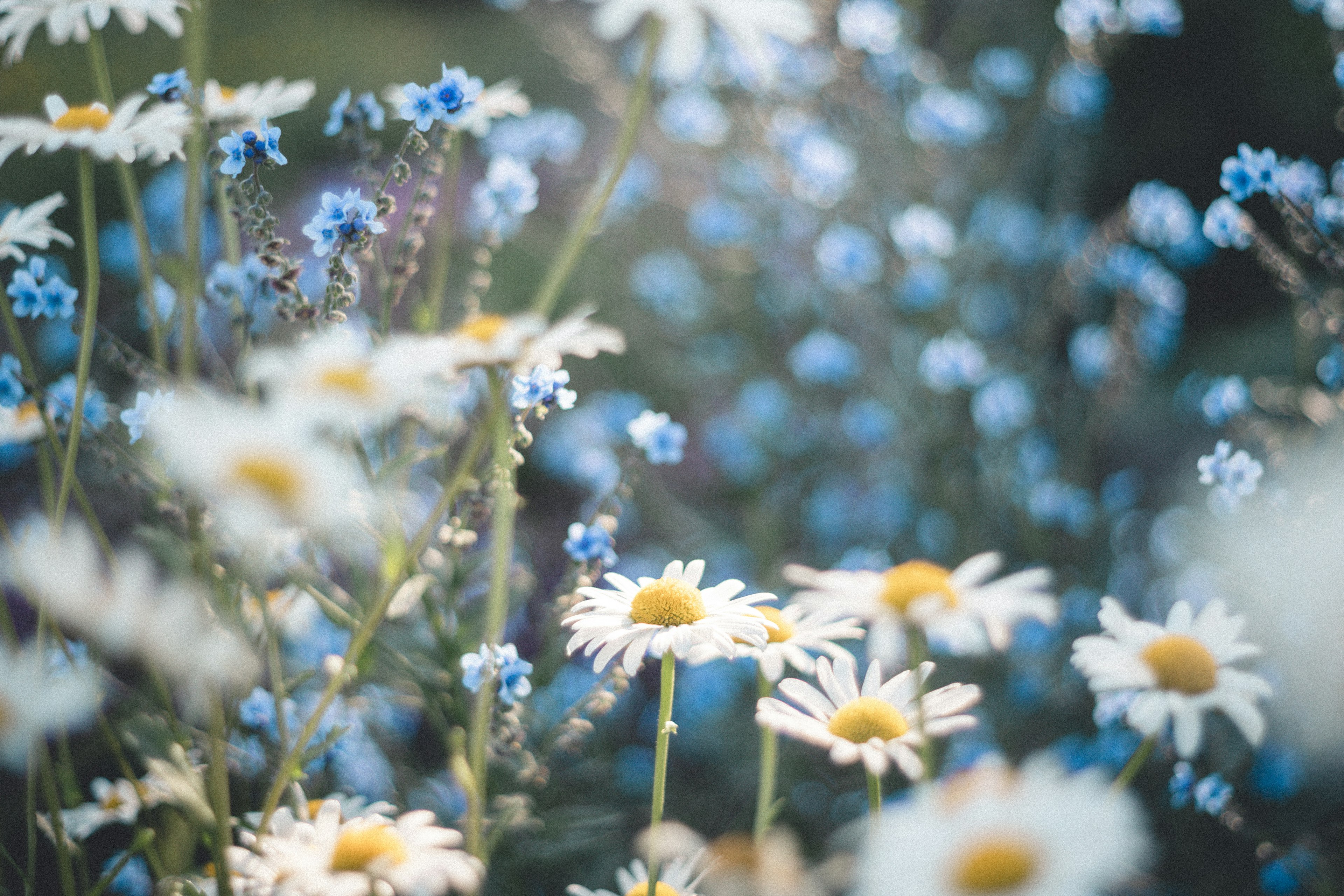 Escena hermosa con flores azules y margaritas blancas