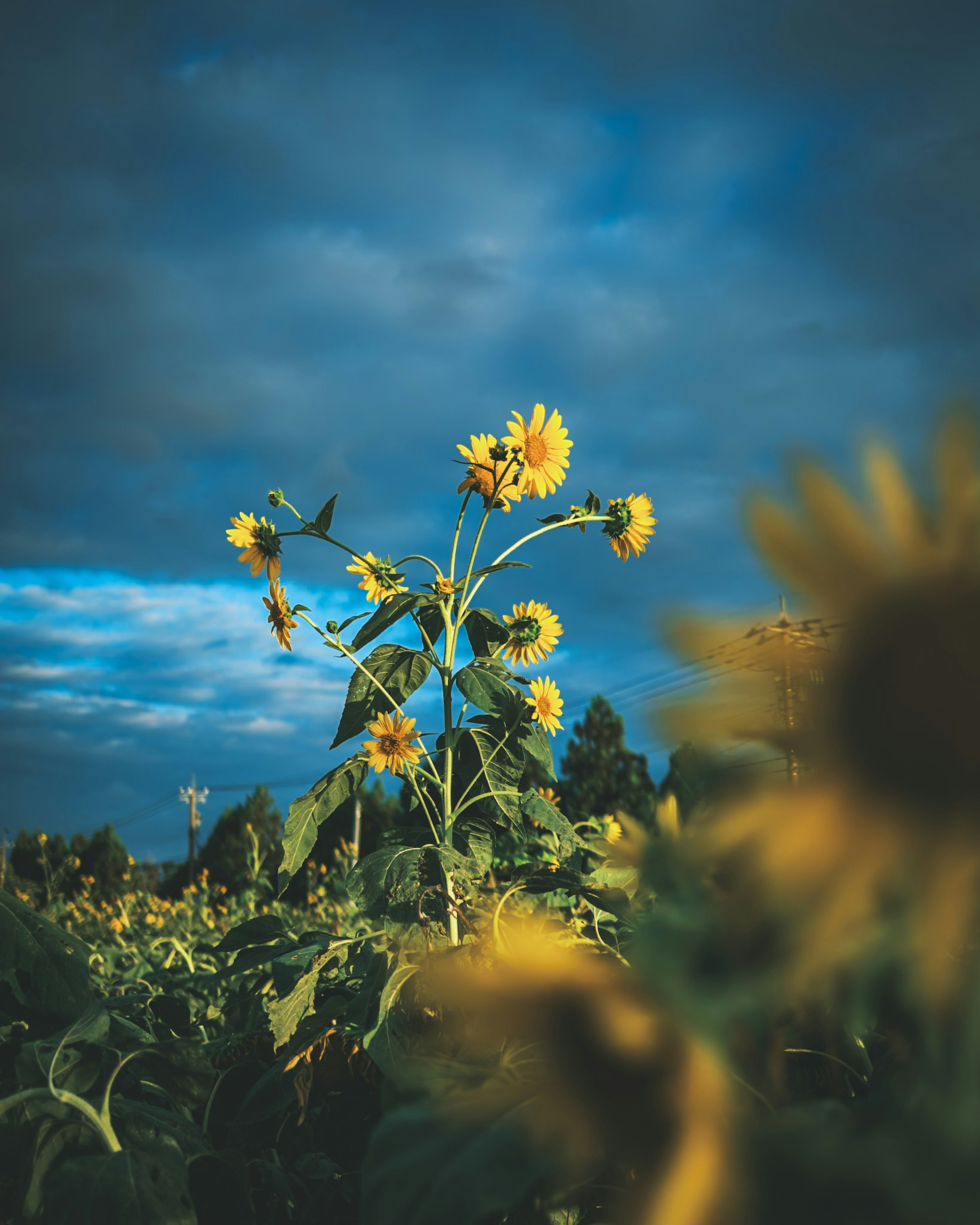 Un gruppo di girasoli sotto un cielo blu