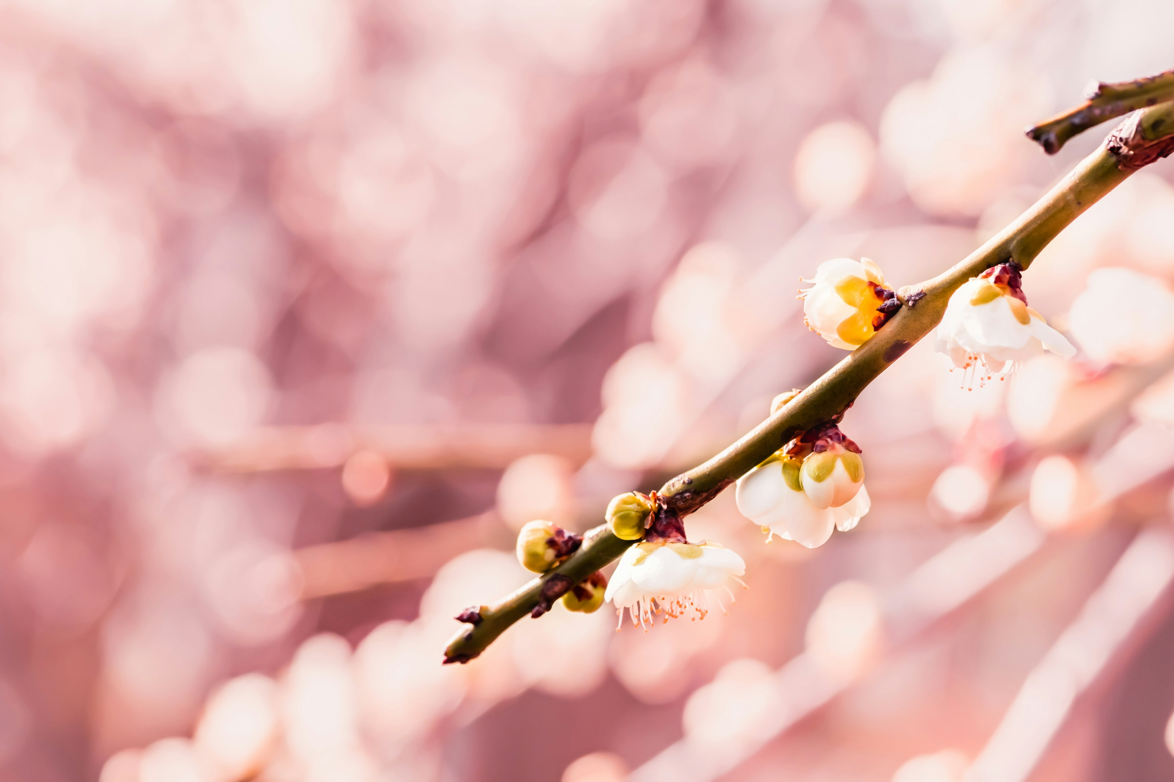 Nahaufnahme eines blühenden Zweigs mit Kirschblüten sanfter rosa Hintergrund