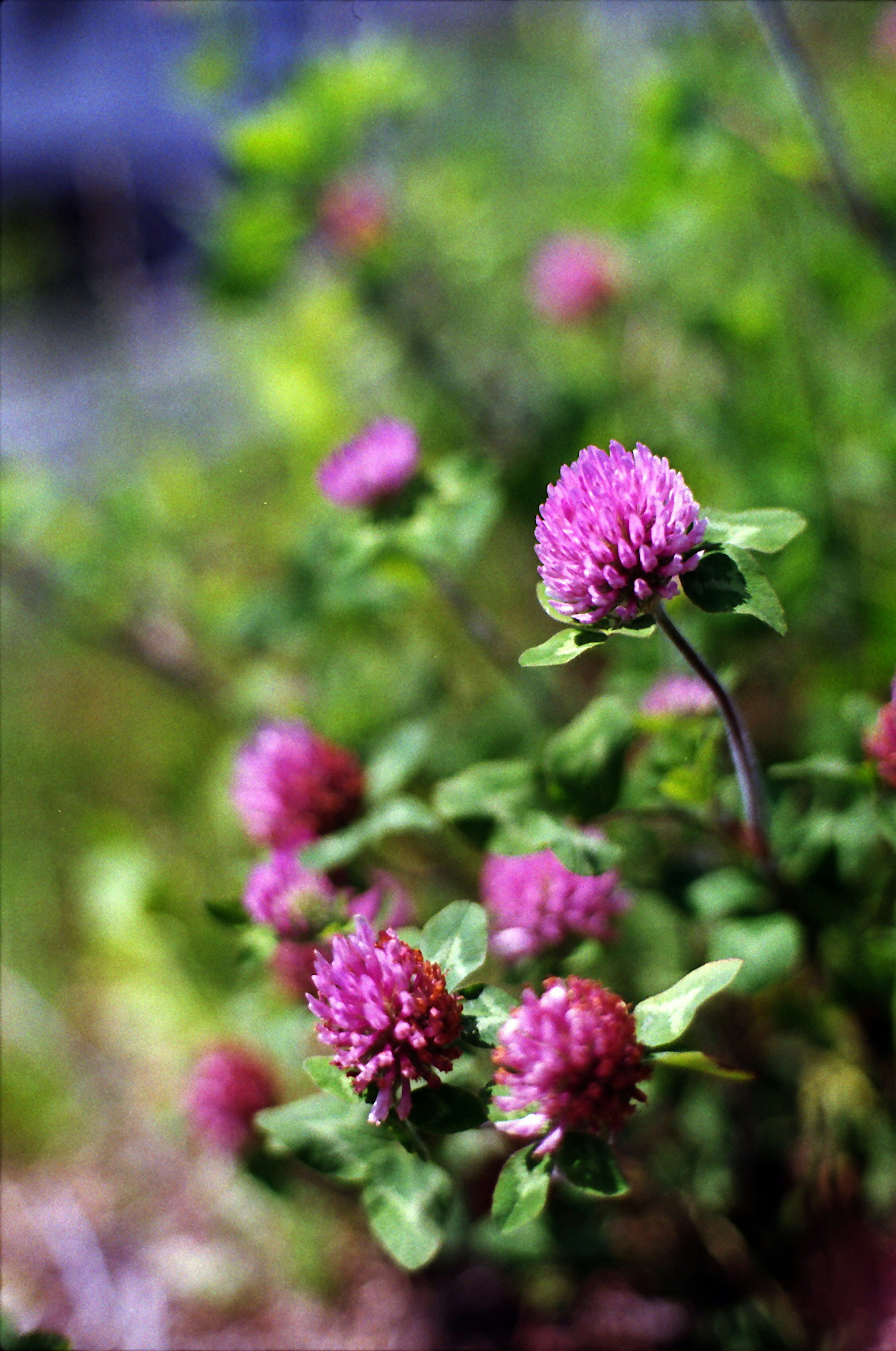 Primo piano di fiori di trifoglio rosa che fioriscono tra il fogliame verde