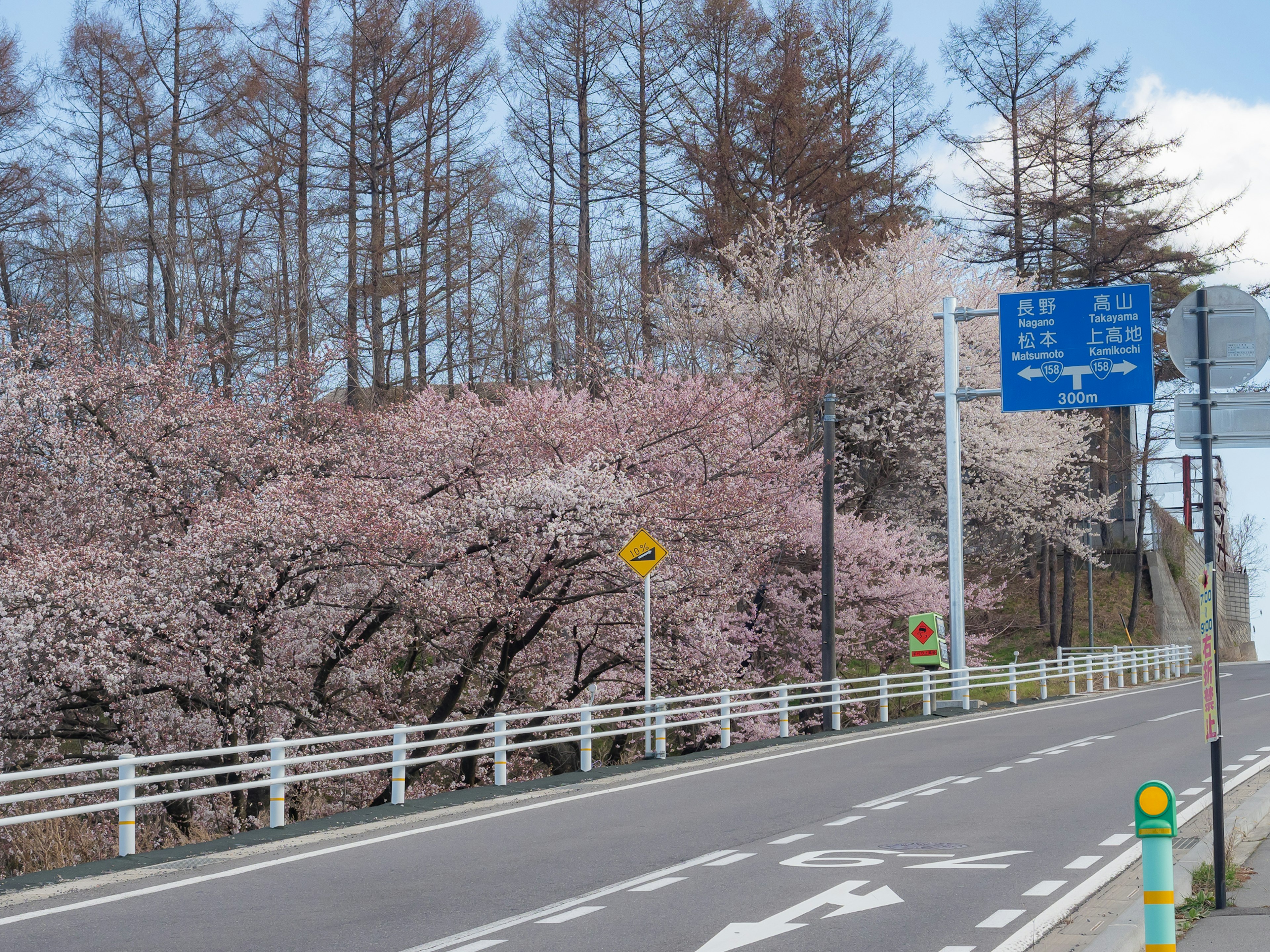 Frühling Kirschblüten entlang einer Straße mit Verkehrsschildern