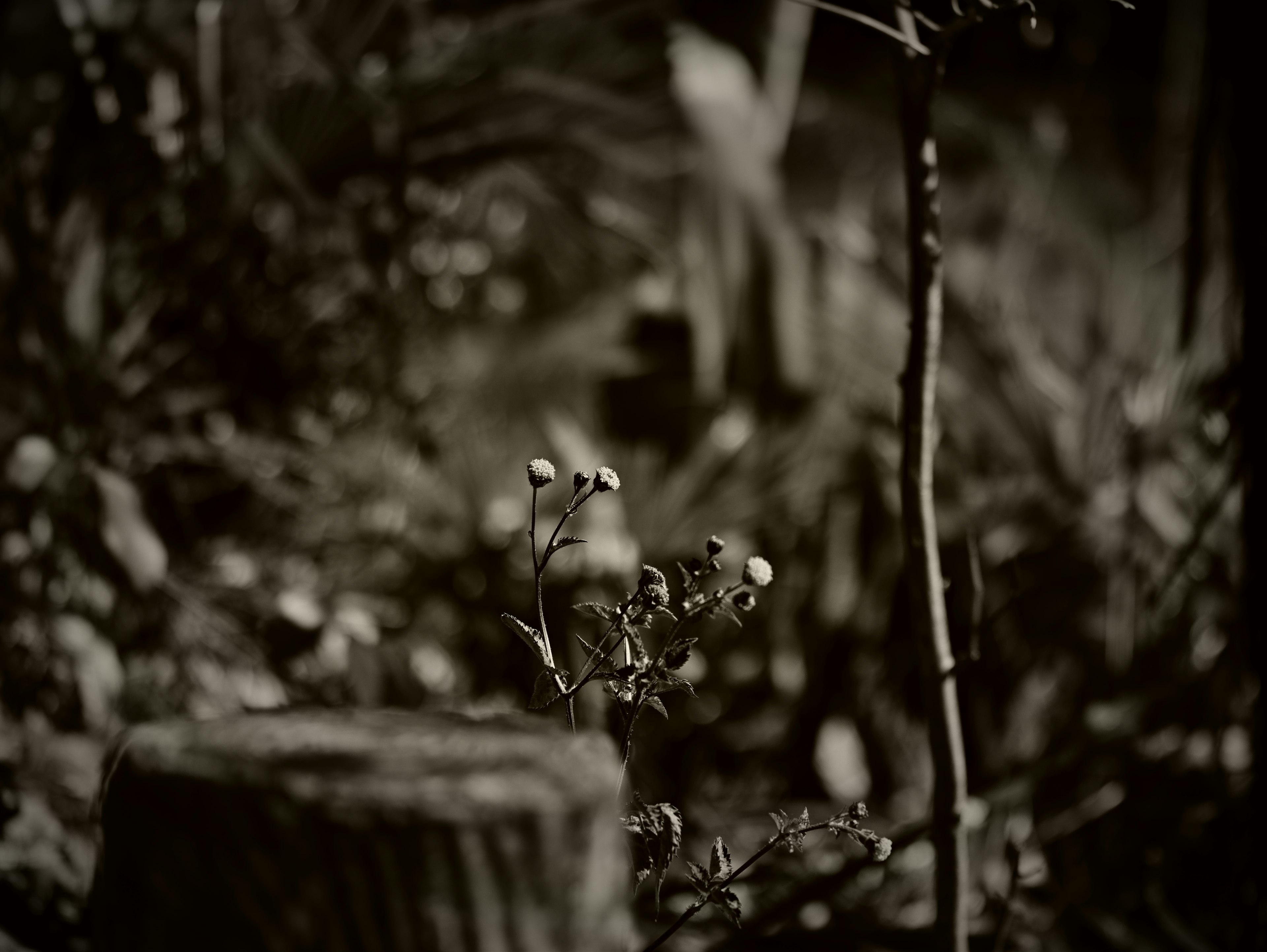 A blurred background featuring a small plant with white berries and a tree stump in the foreground