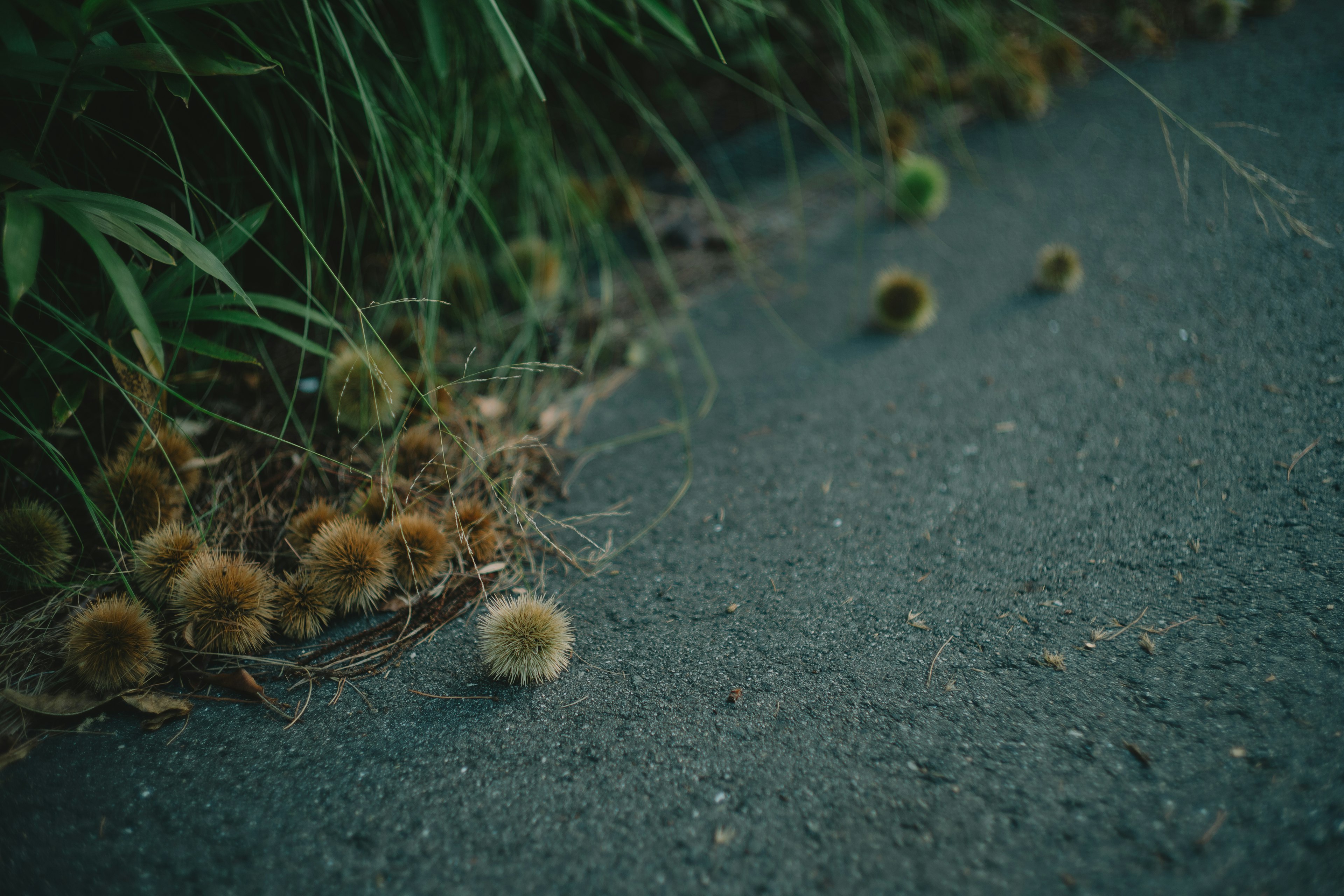 Chestnut husks scattered along a roadside with green grass