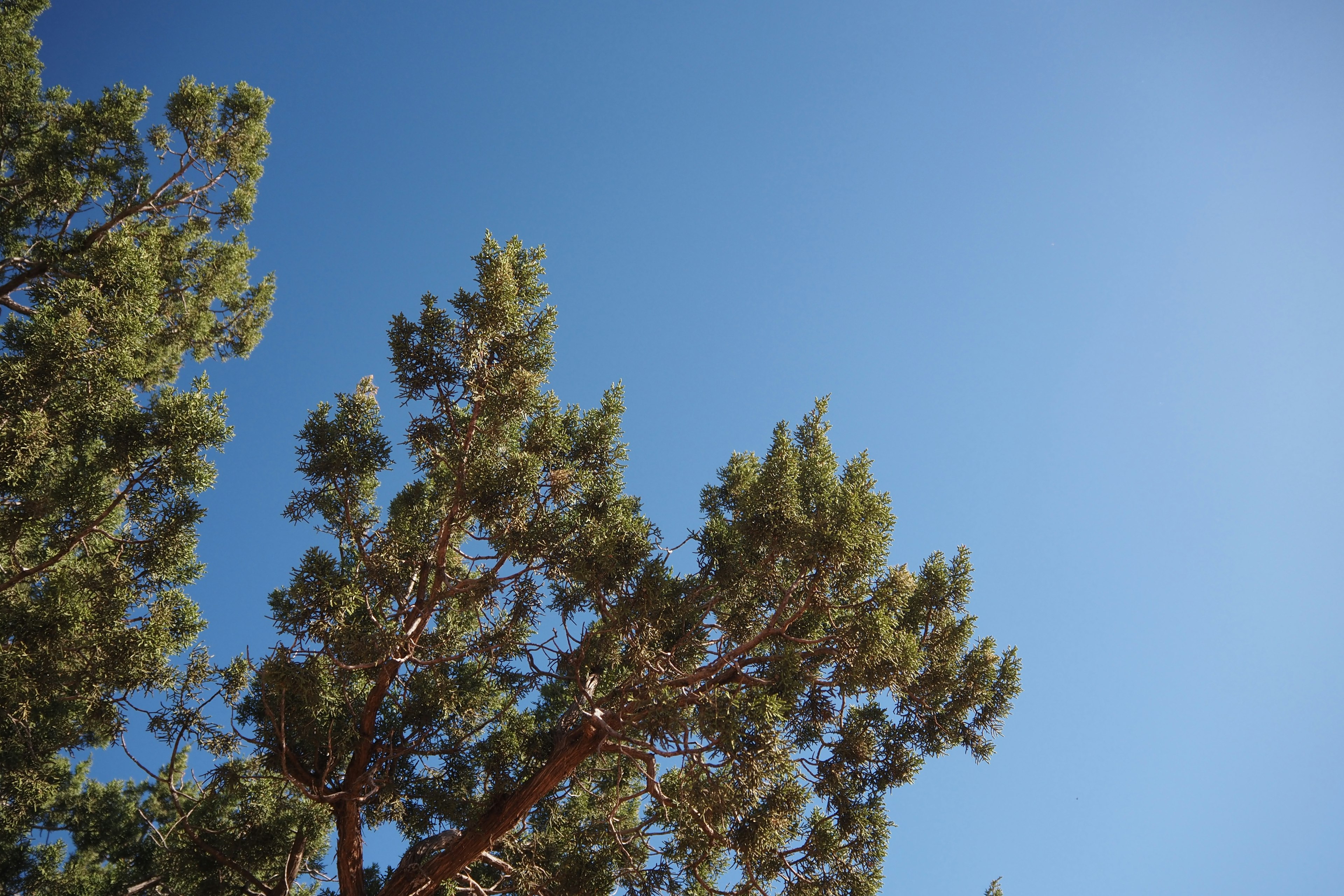 Ramas de árbol verdes bajo un cielo azul claro