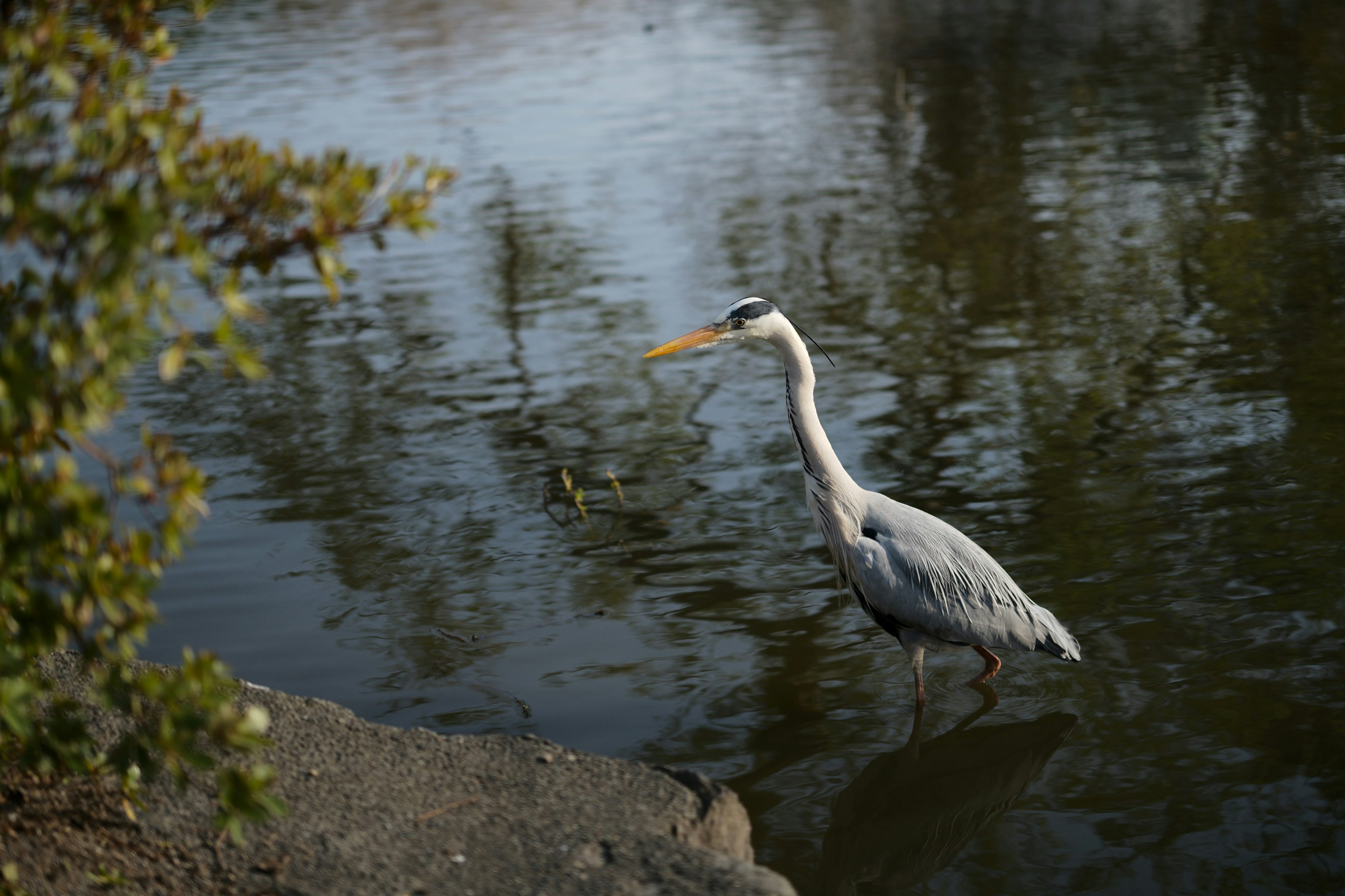 Gray heron hunting fish in a tranquil pond