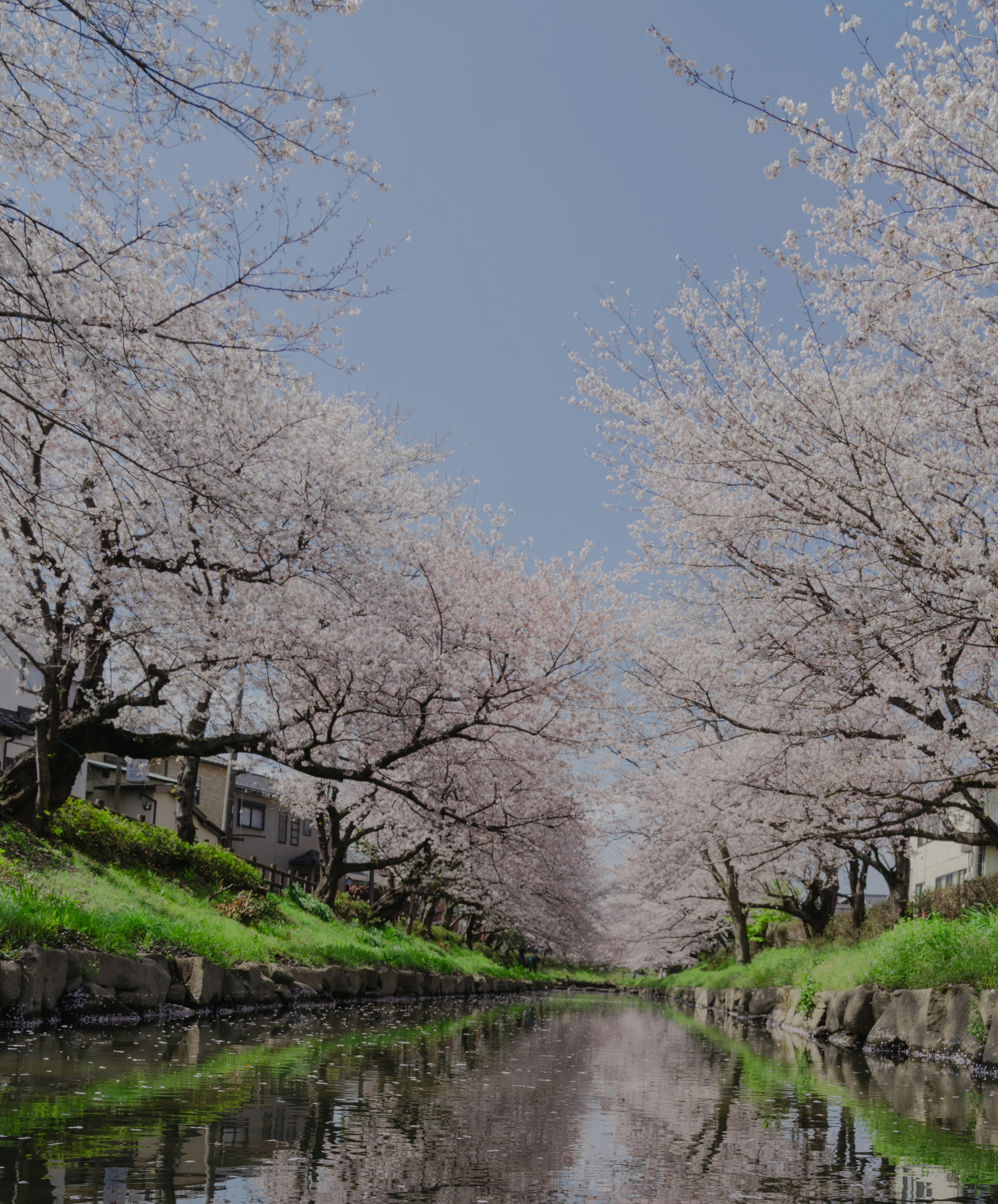 Pemandangan indah pohon sakura di tepi sungai yang memantulkan di air