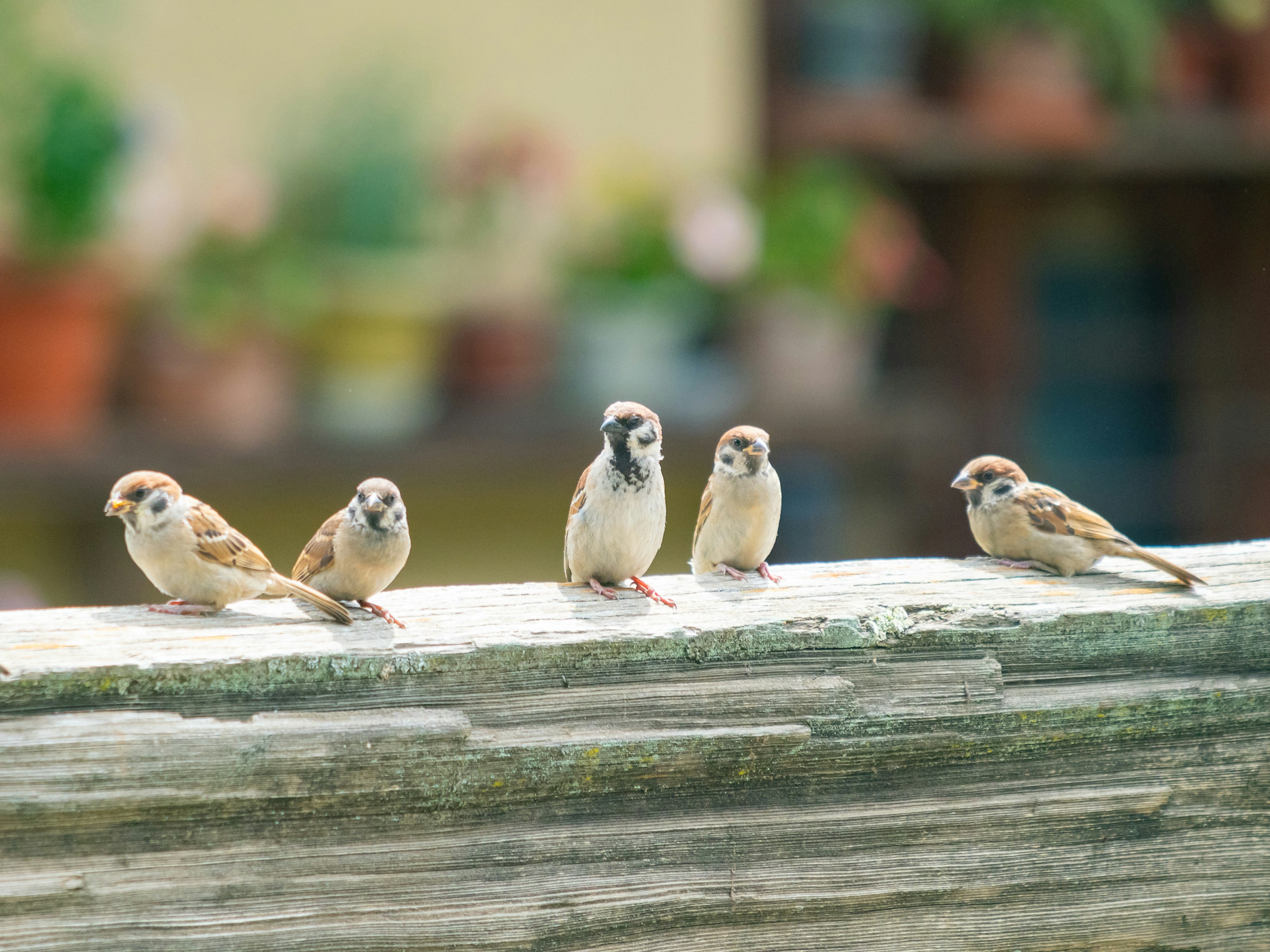 A group of small birds sitting on a wooden fence