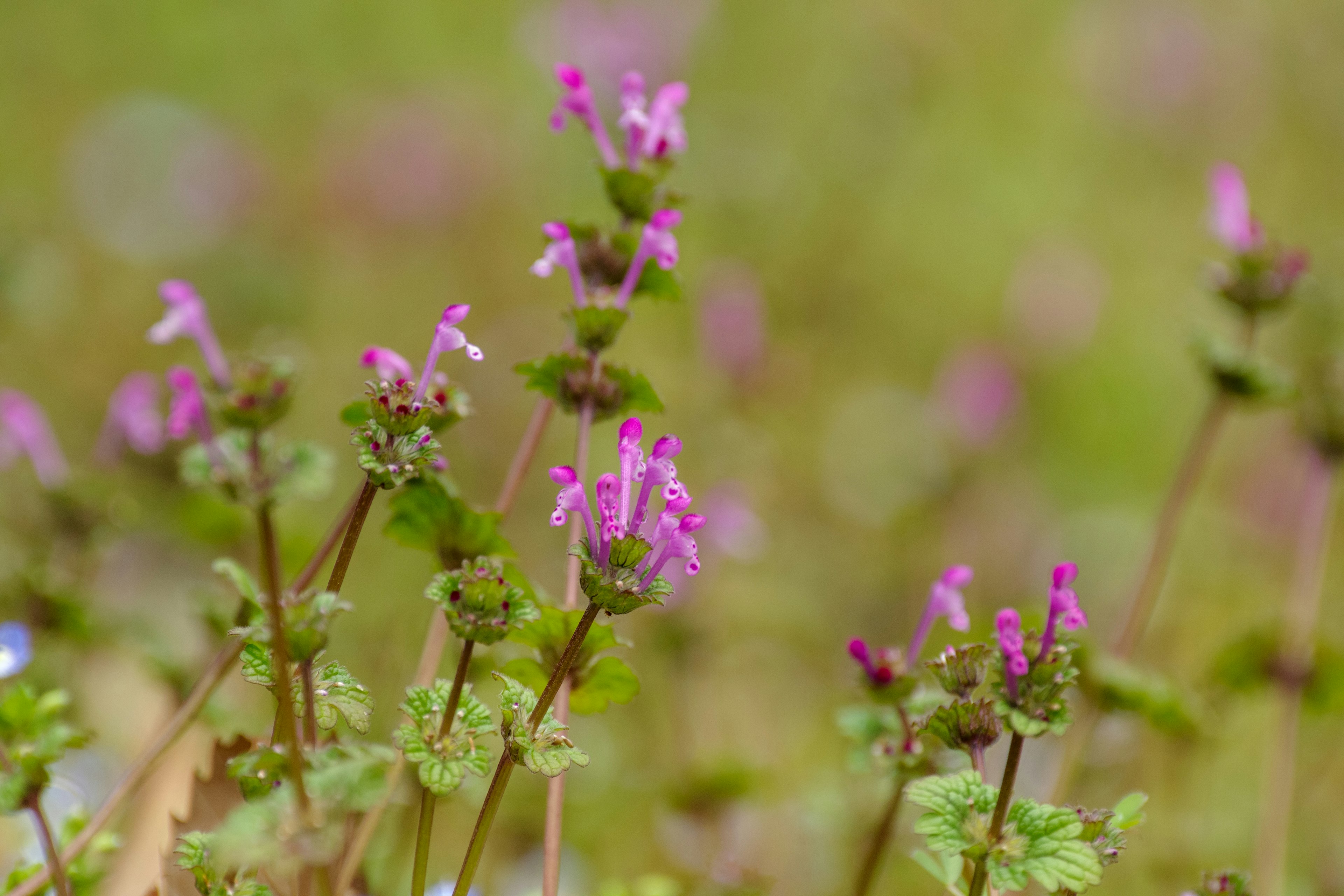 Nahaufnahme von kleinen lila Blumen in einem grünen Feld