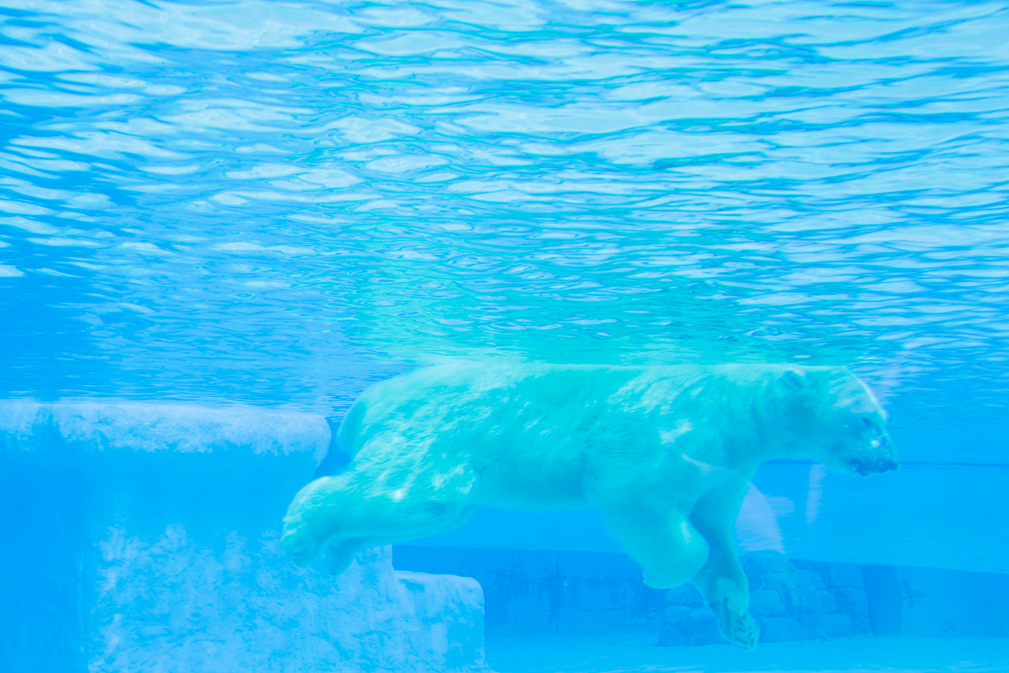 A polar bear swimming underwater in a clear blue environment