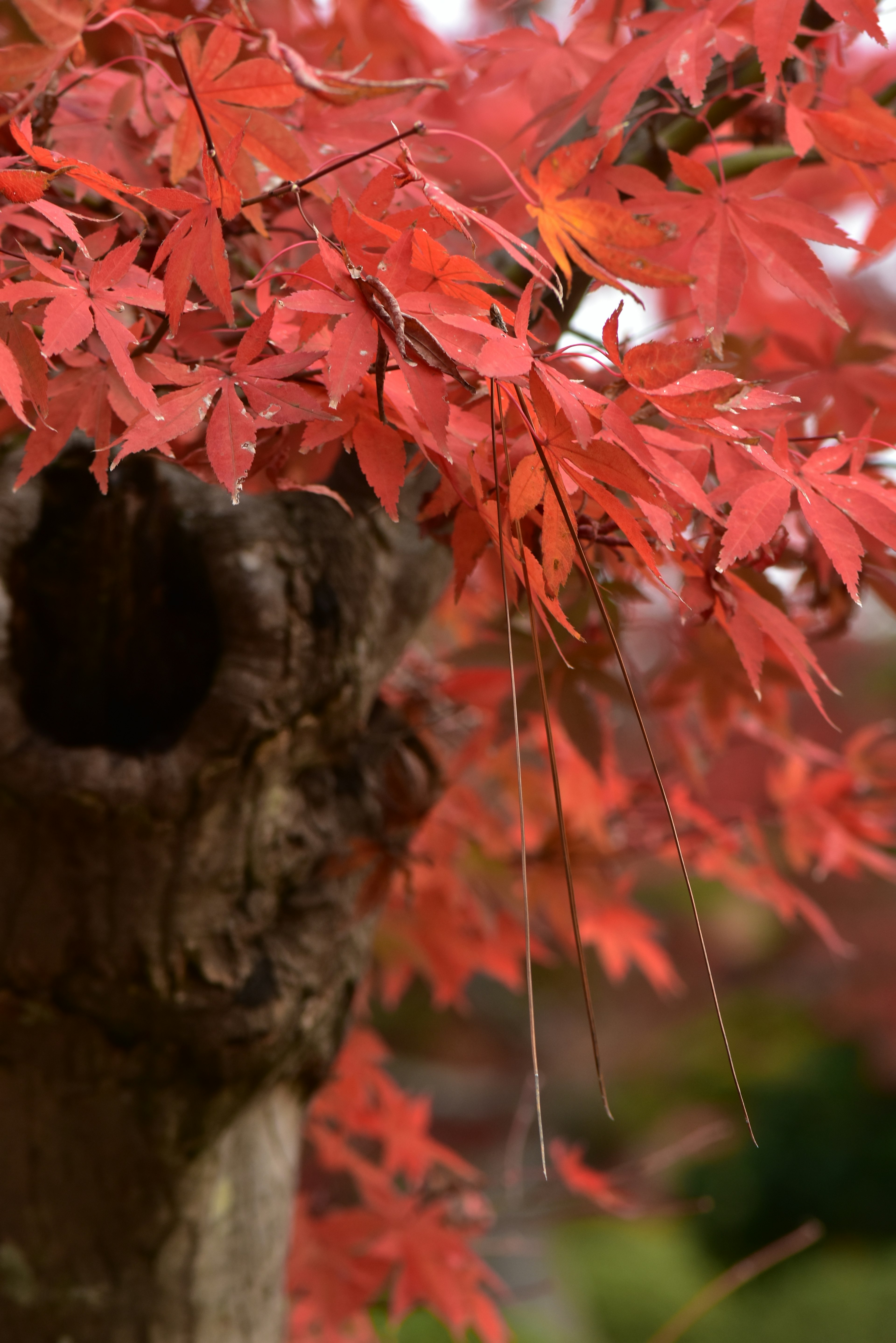 Kedekatan pohon maple dengan daun merah cerah