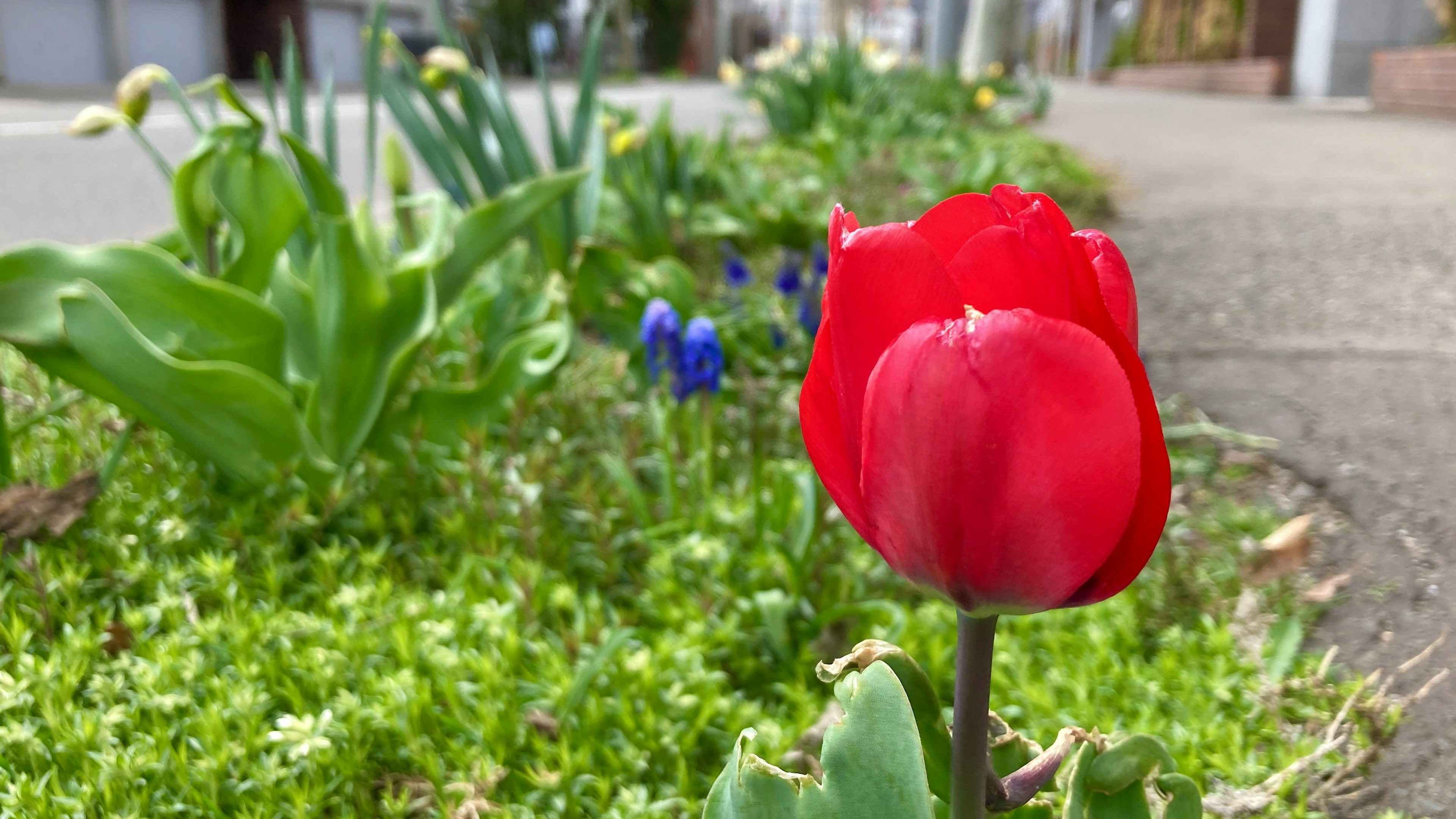 Sebuah tulip merah cerah di latar depan dikelilingi oleh dedaunan hijau di kebun bunga