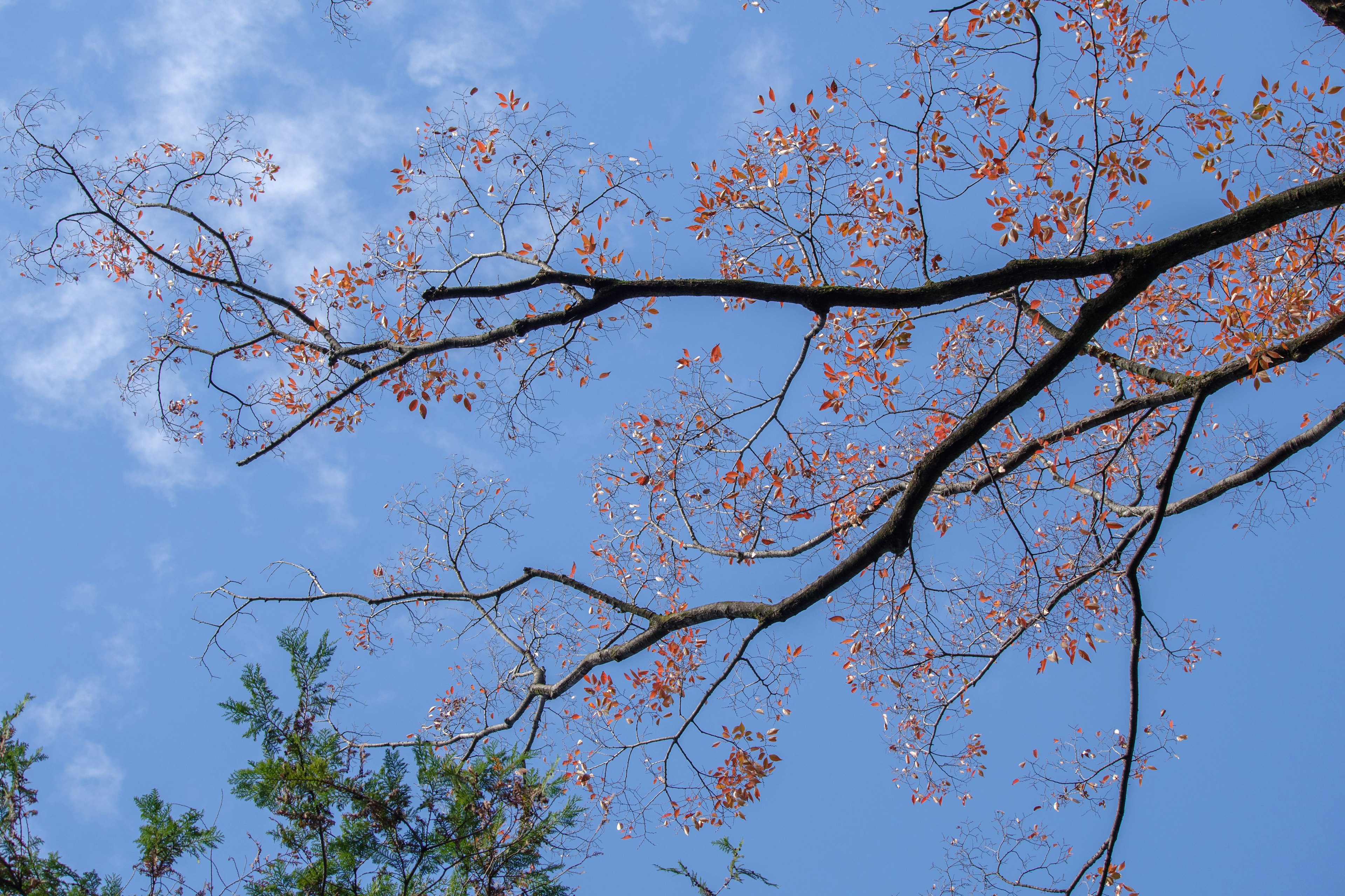 Branches with light pink flowers against a blue sky and green leaves