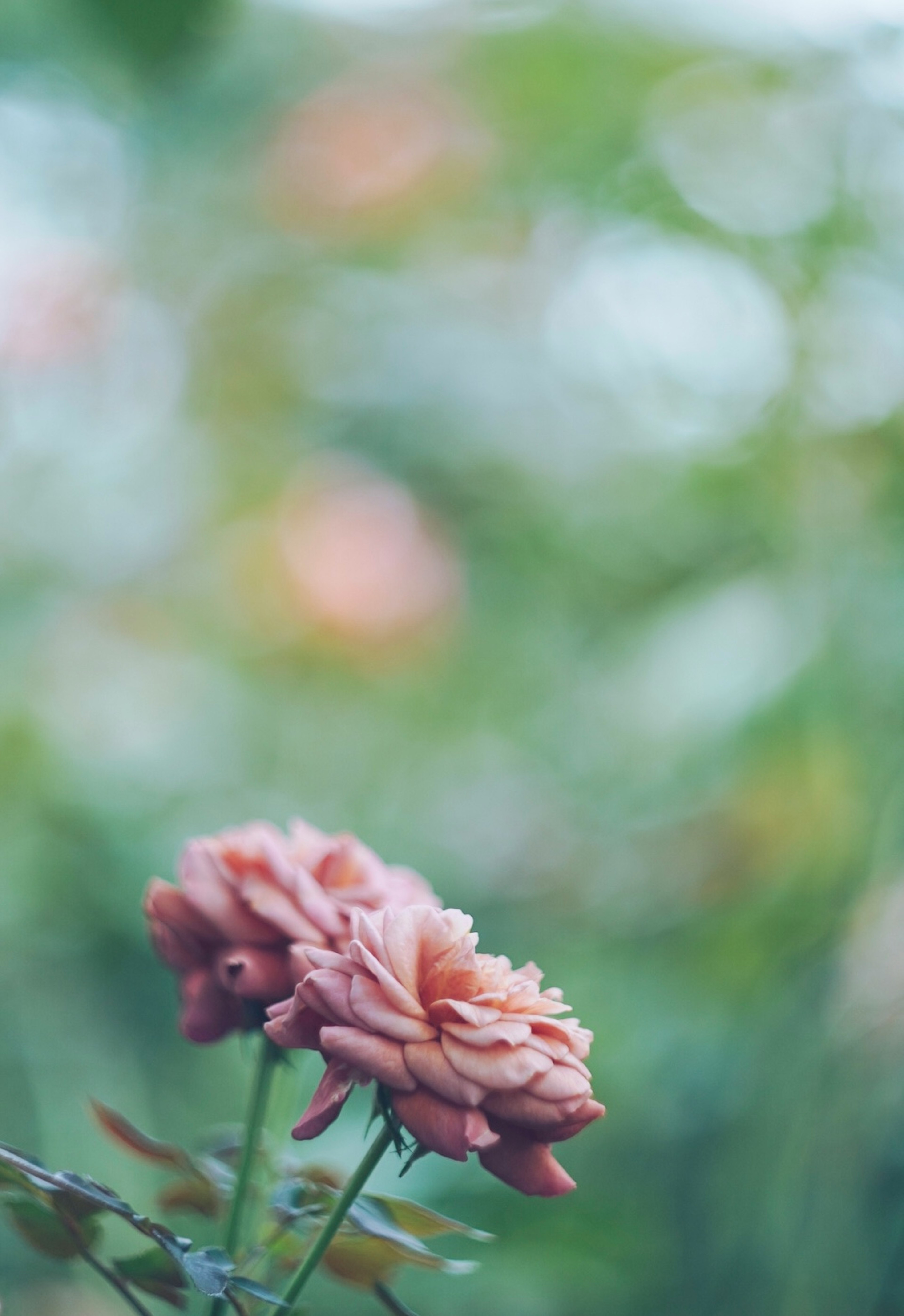 淡いピンクのバラの花が背景のぼやけた緑の中に咲いている