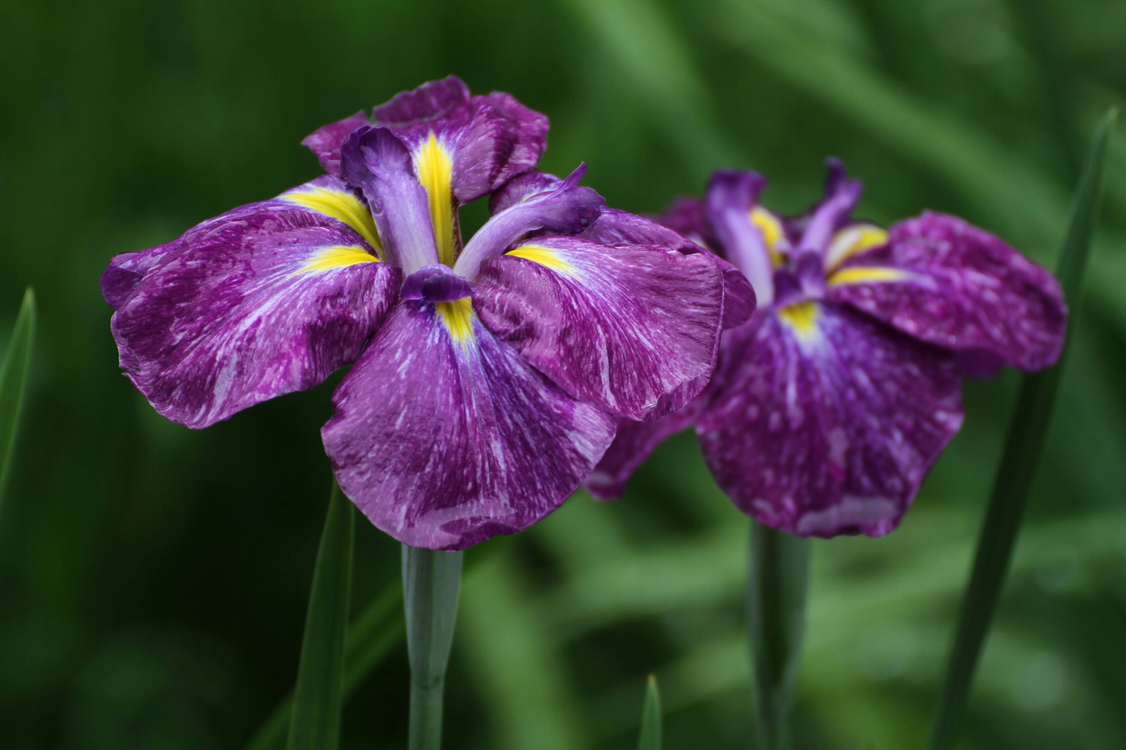 Fleurs violettes avec des accents jaunes fleurissant parmi le feuillage vert