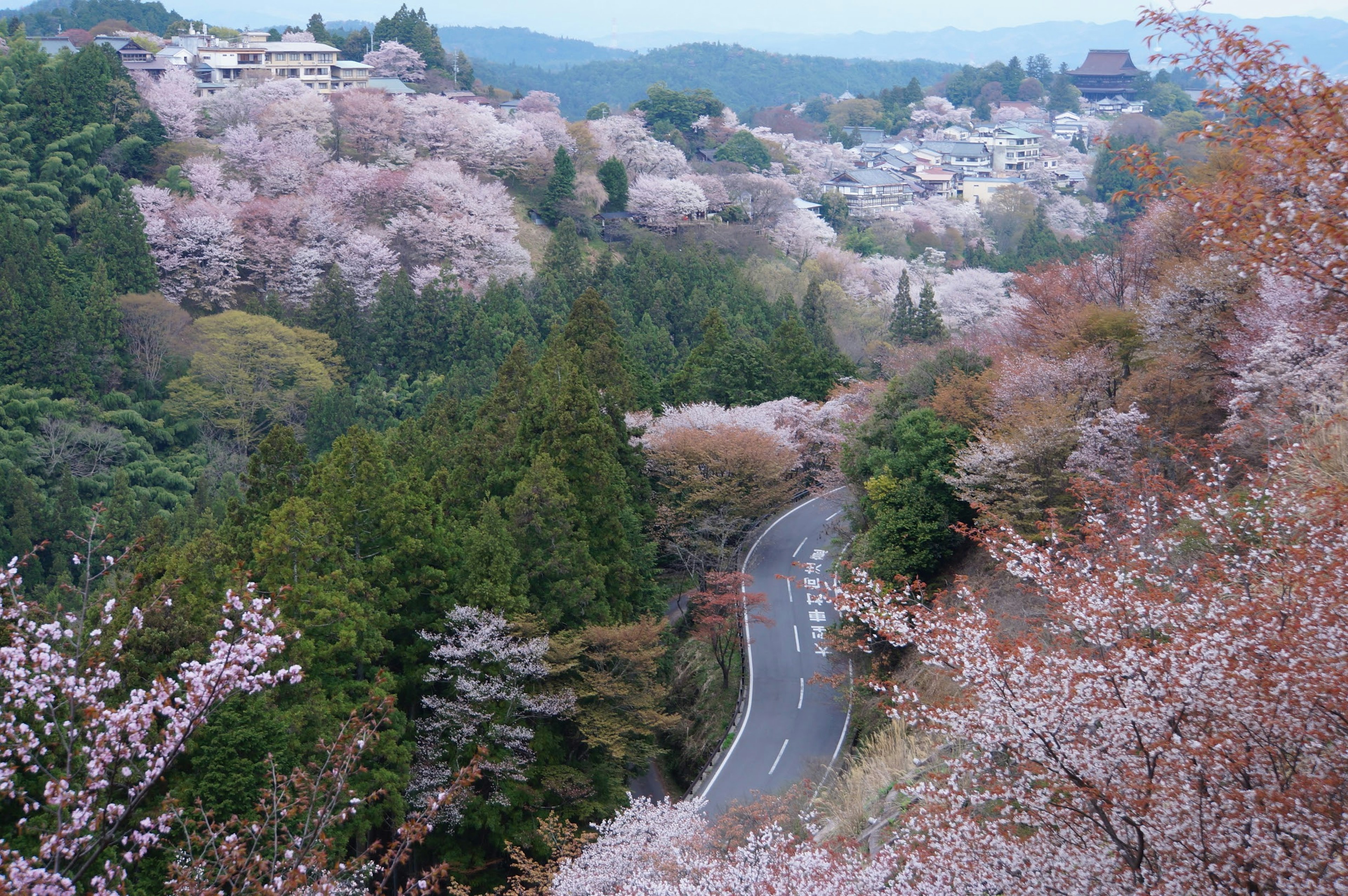 ทิวทัศน์ภูเขาที่สวยงามพร้อมดอกซากุระและถนนที่โค้ง