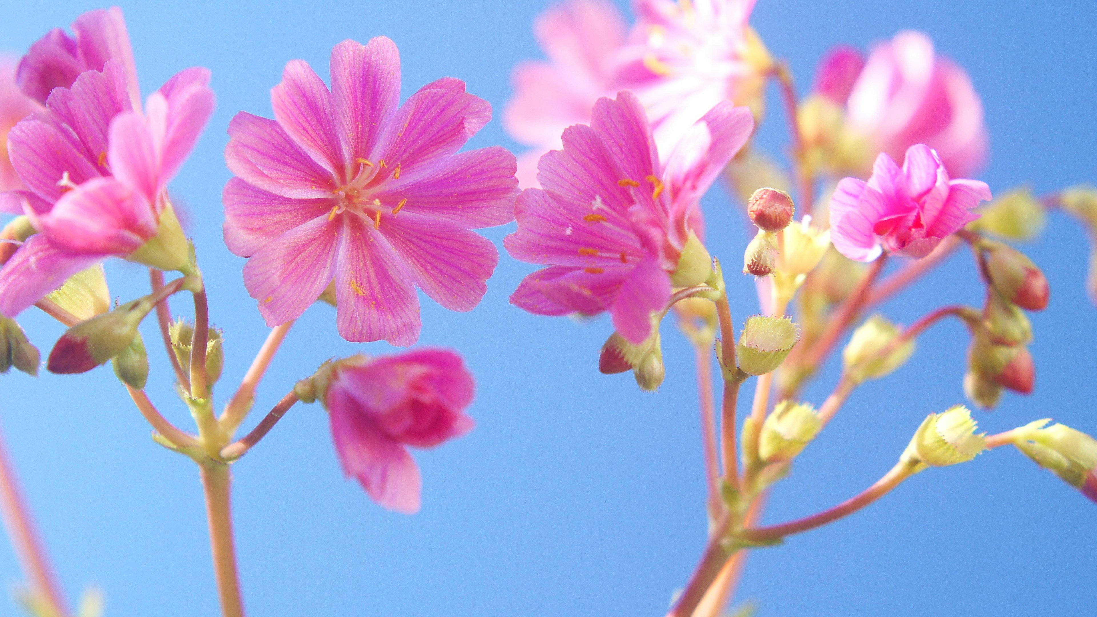 青空を背景にした鮮やかなピンクの花々