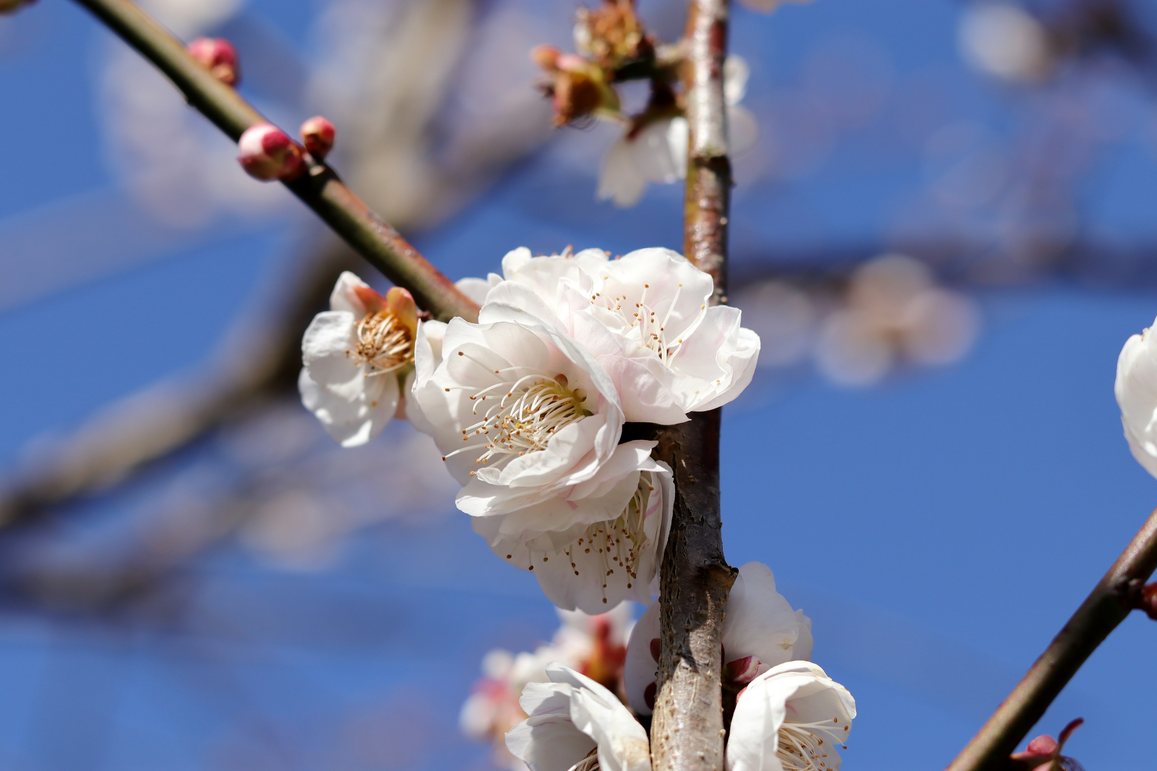 Weiße Pflaumenblüten und Knospen vor blauem Himmel