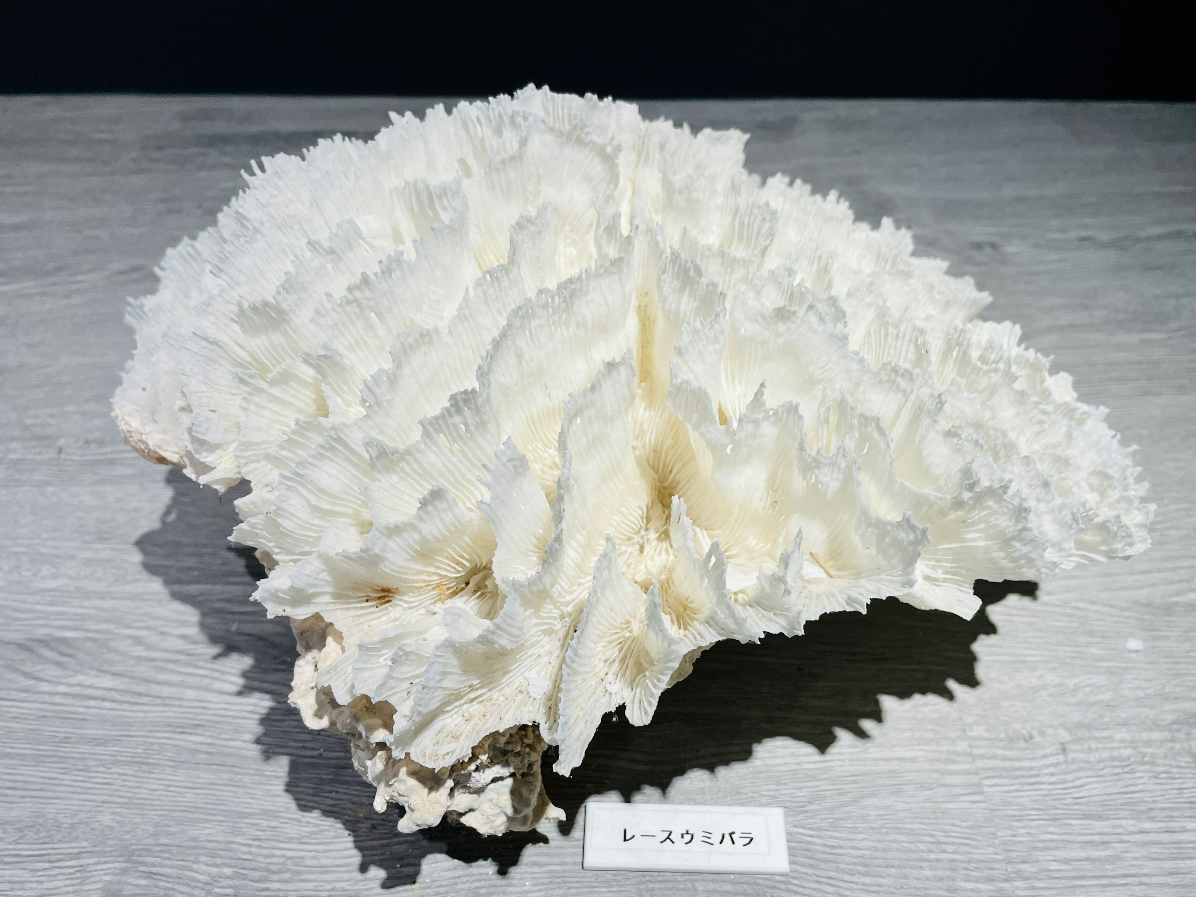 A white coral specimen displayed on a wooden surface