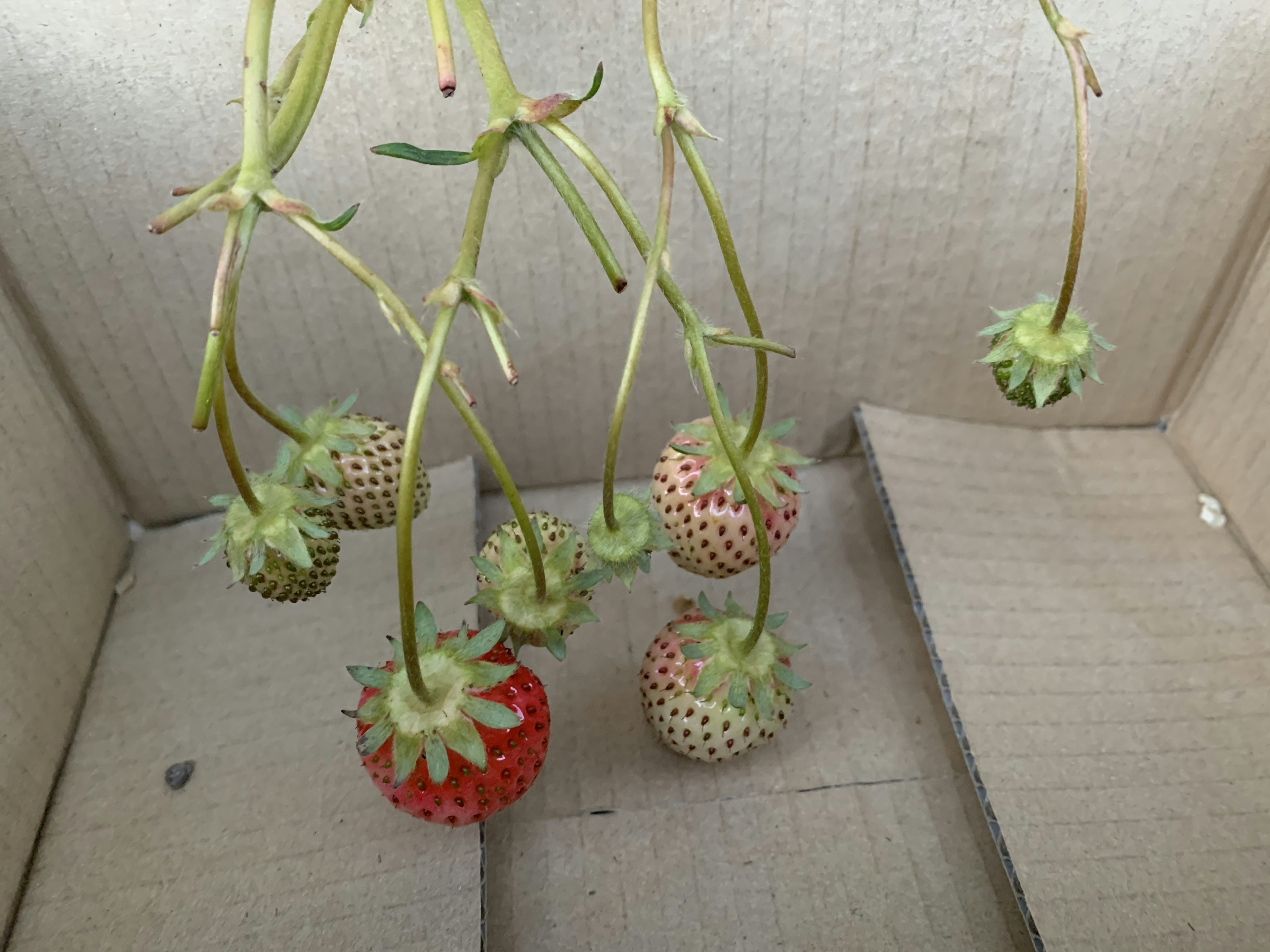 Fragole rosse e verdi appese a gambi in una scatola di cartone