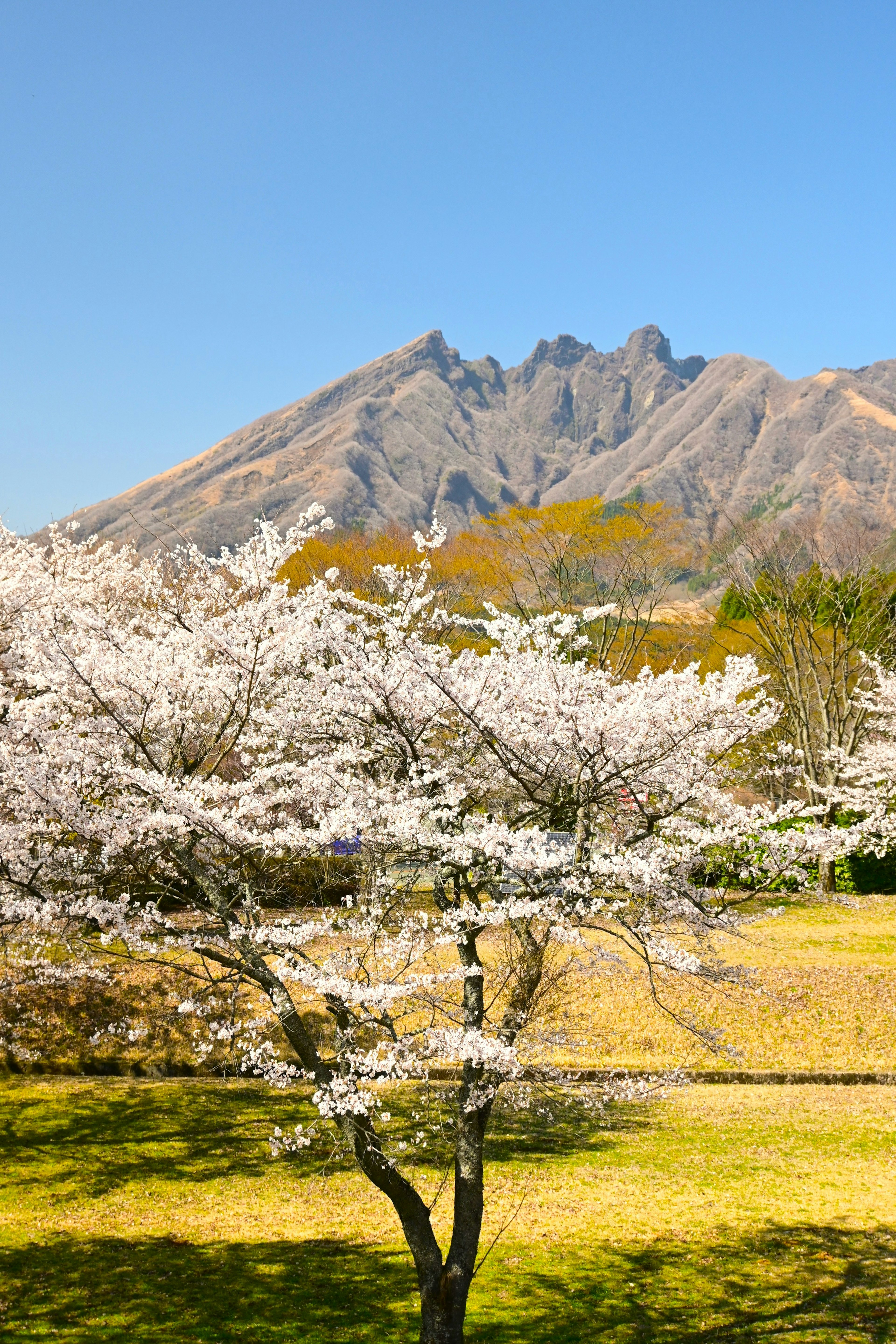 桜の木と山の風景が広がる青空の下