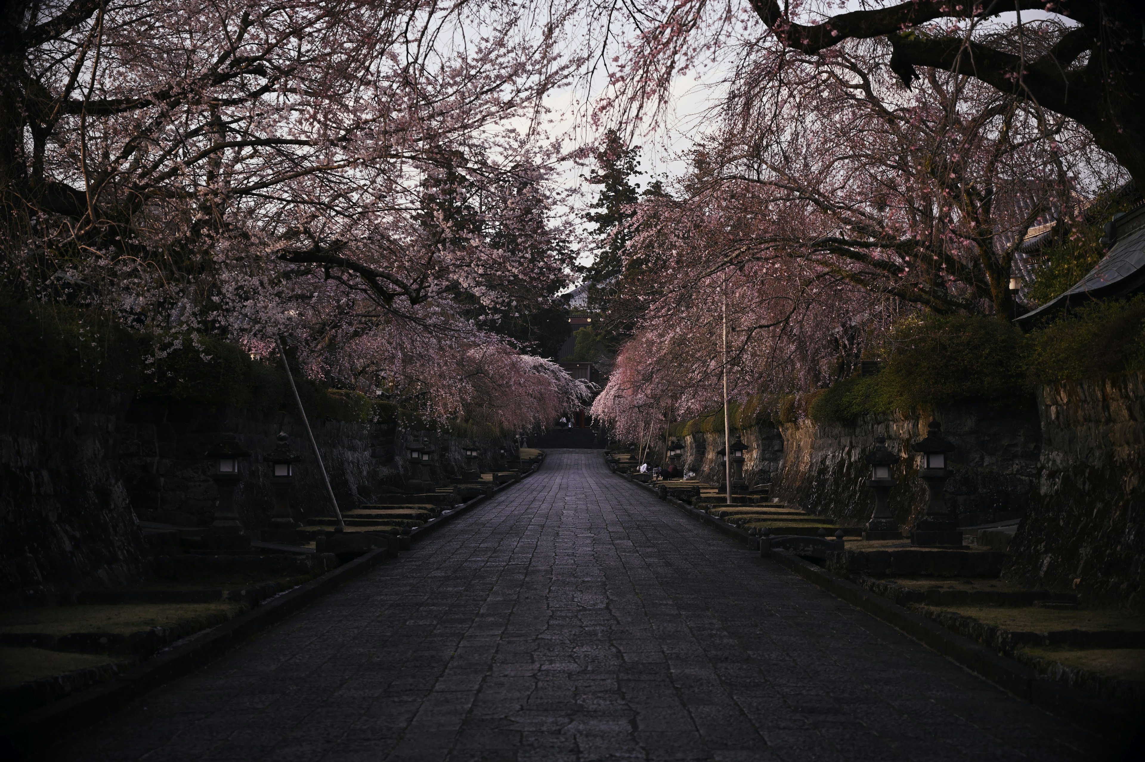 Una strada tranquilla fiancheggiata da alberi di ciliegio